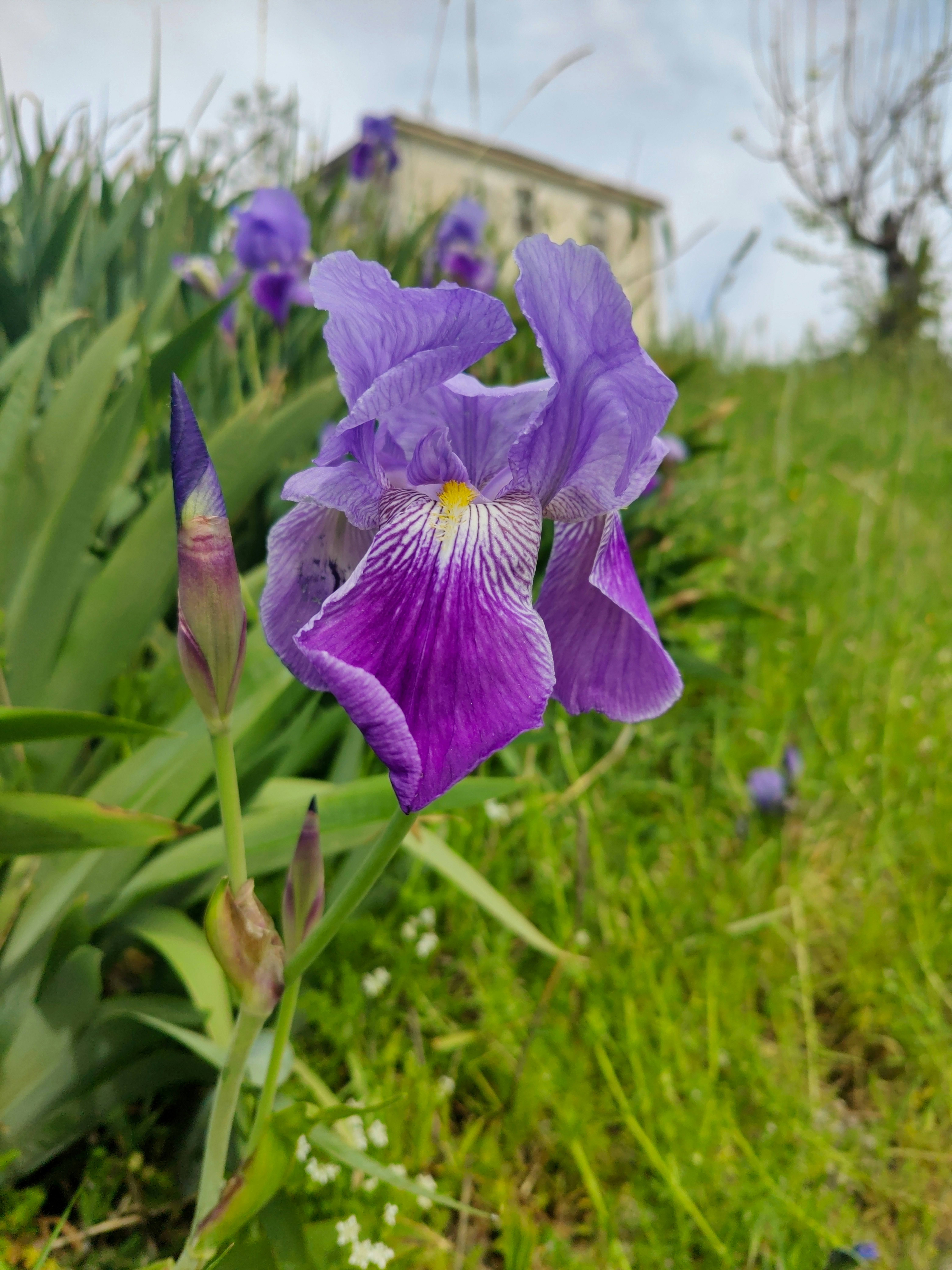 Bunga iris ungu dengan daun hijau dan rumput