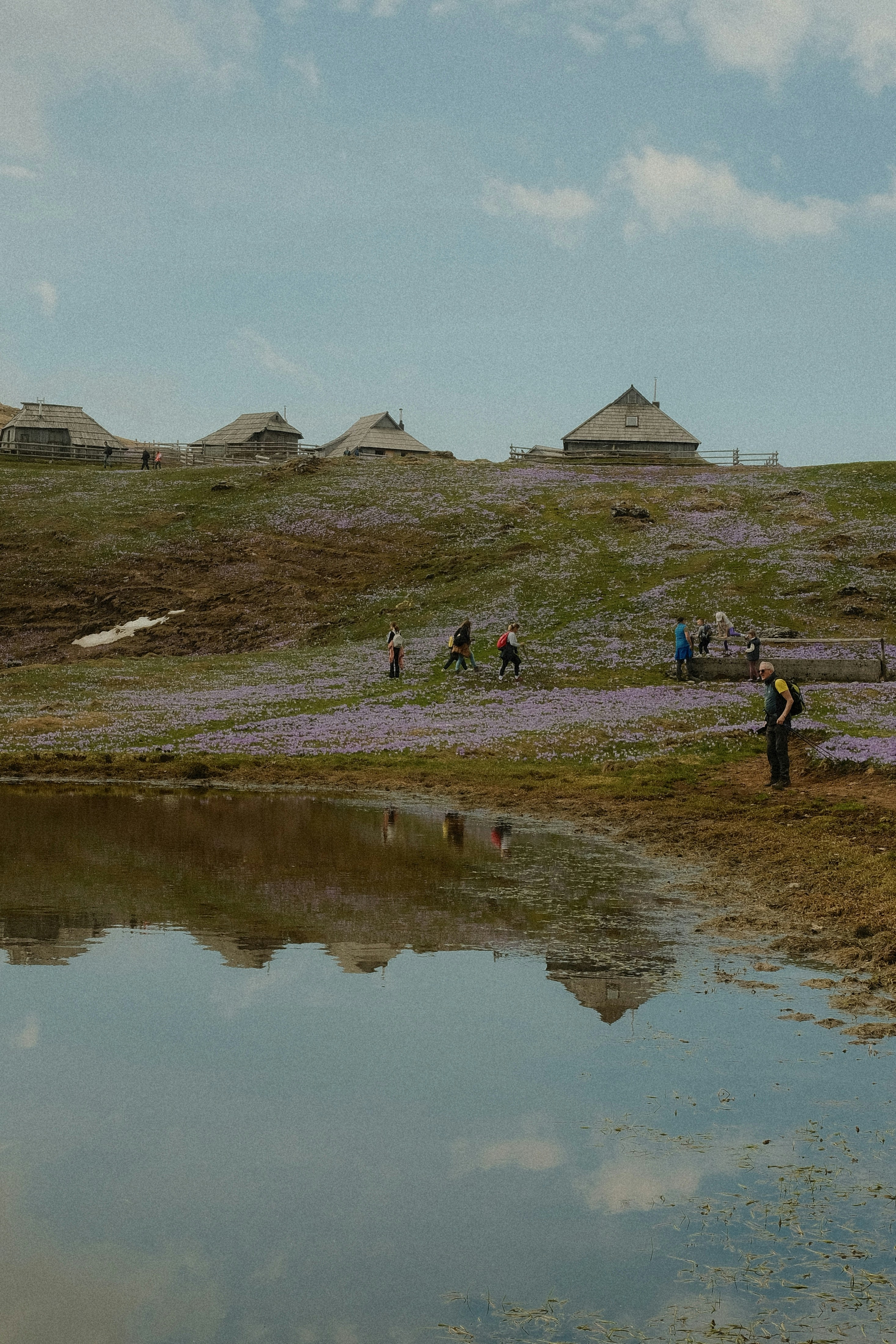People walk through a field of purple flowers near huts.