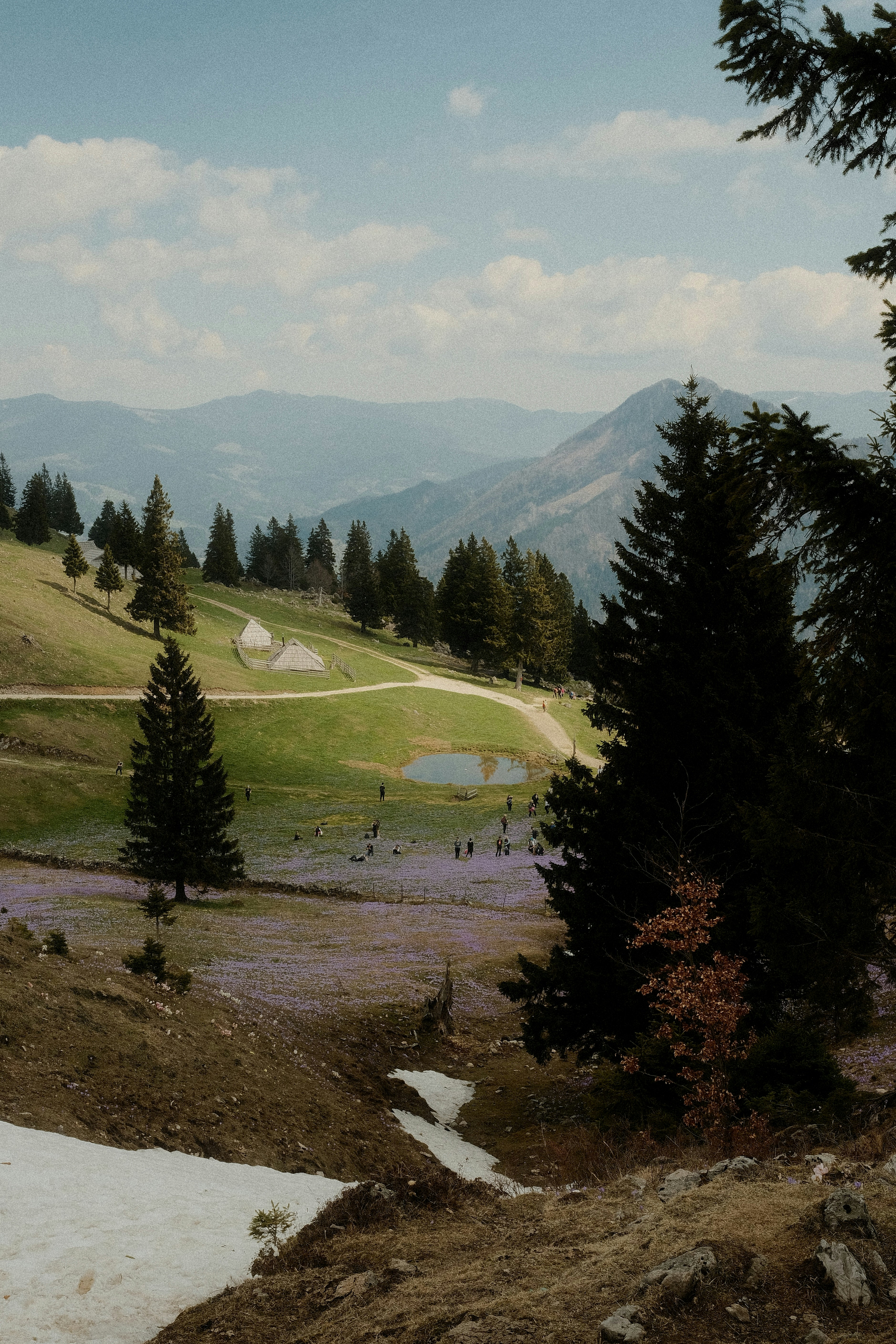 Mountain landscape with purple flowers and trees