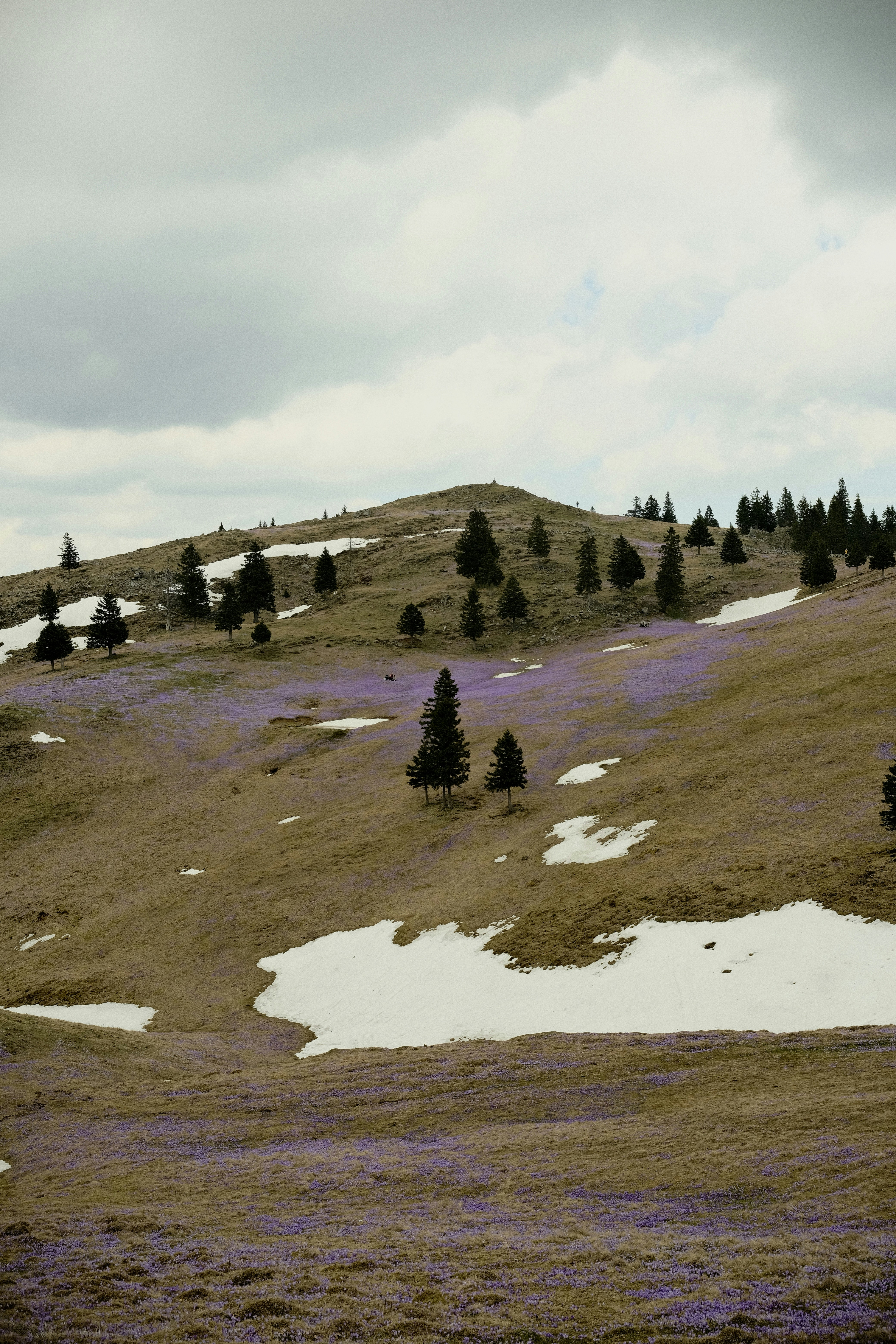 Purple flowers bloom on a grassy hillside with snow patches.