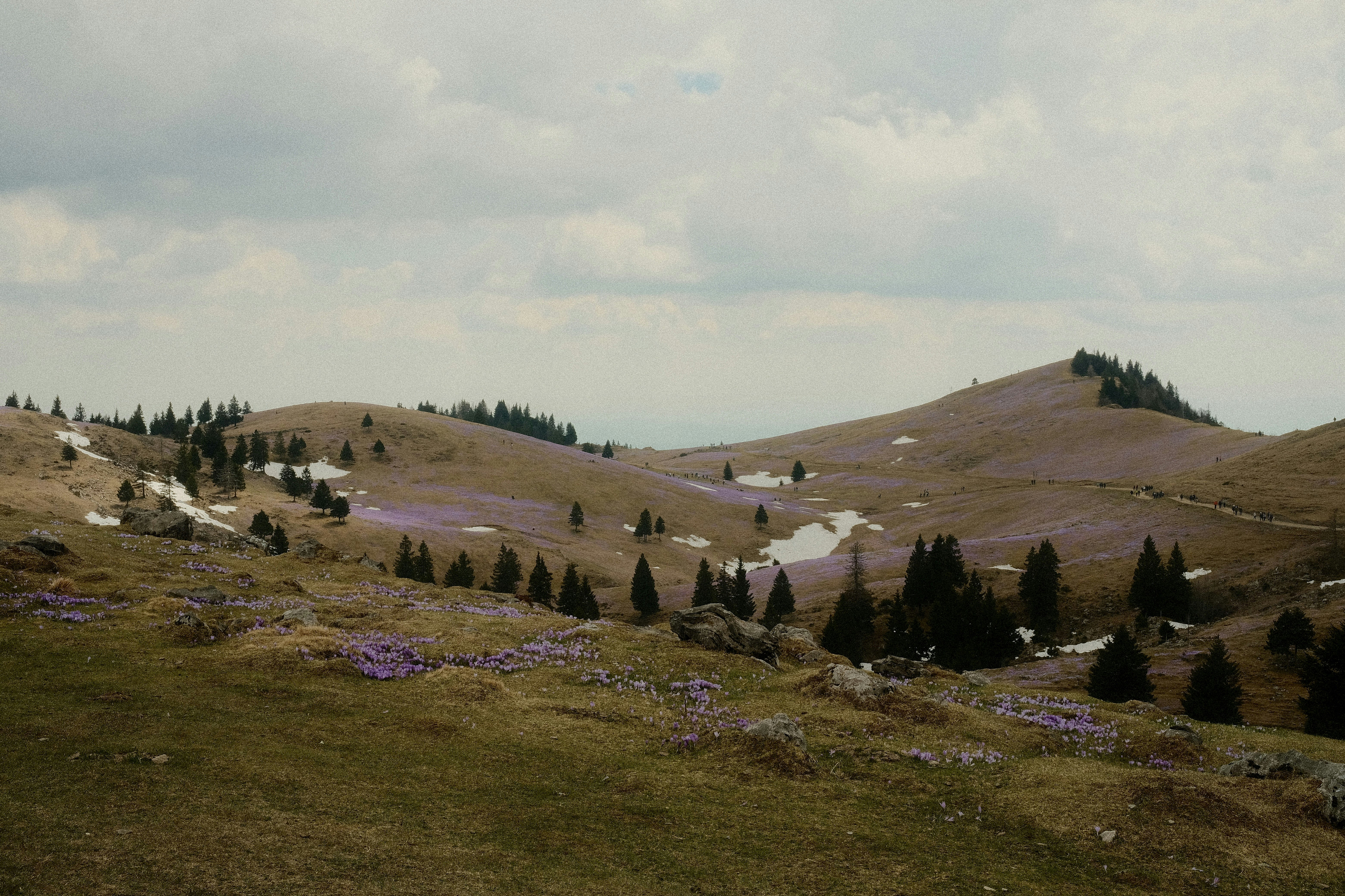 Purple flowers bloom on rolling hills with scattered trees.