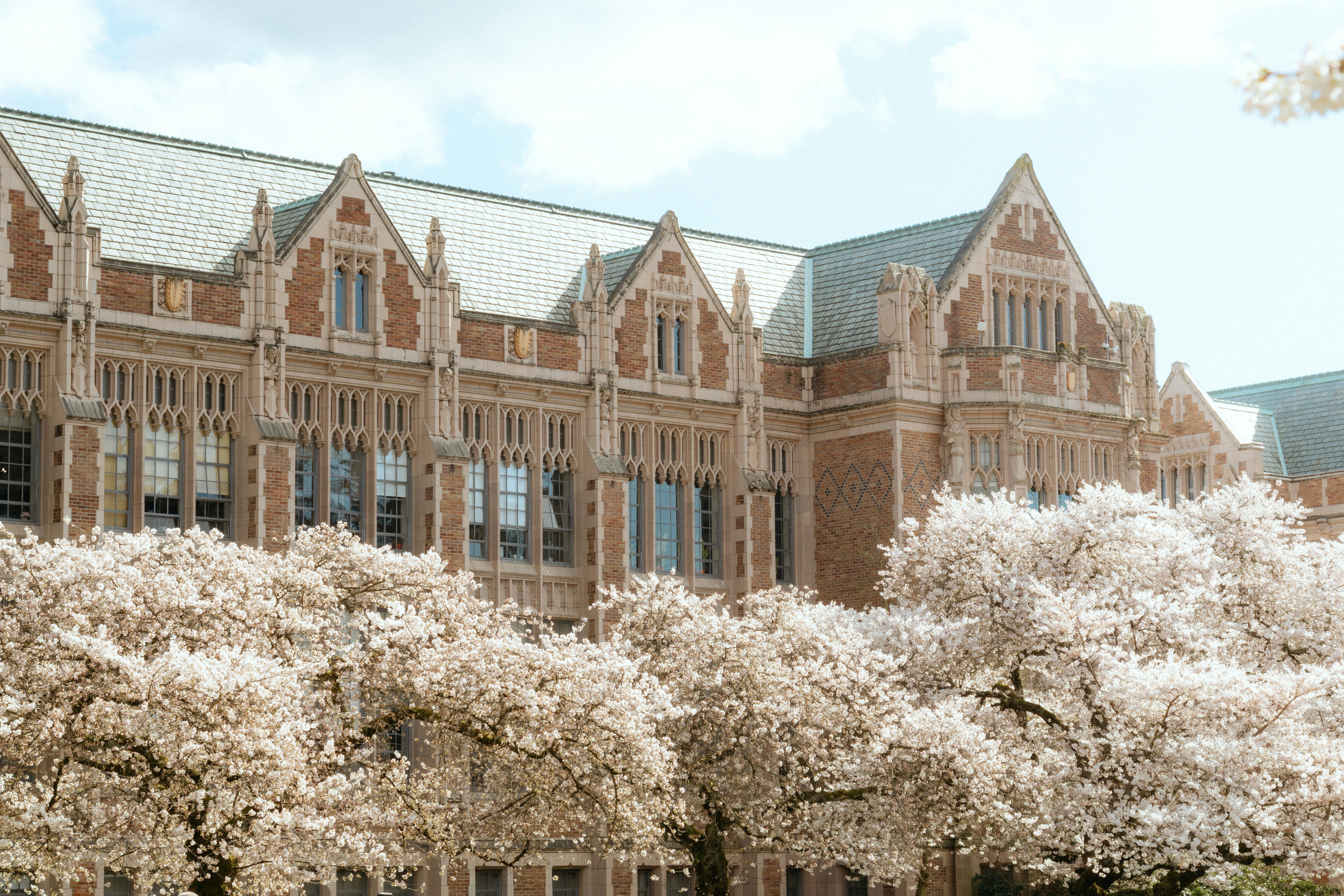 peak blossom at university of washington