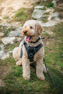 A fluffy dog wearing a harness sits on grass.