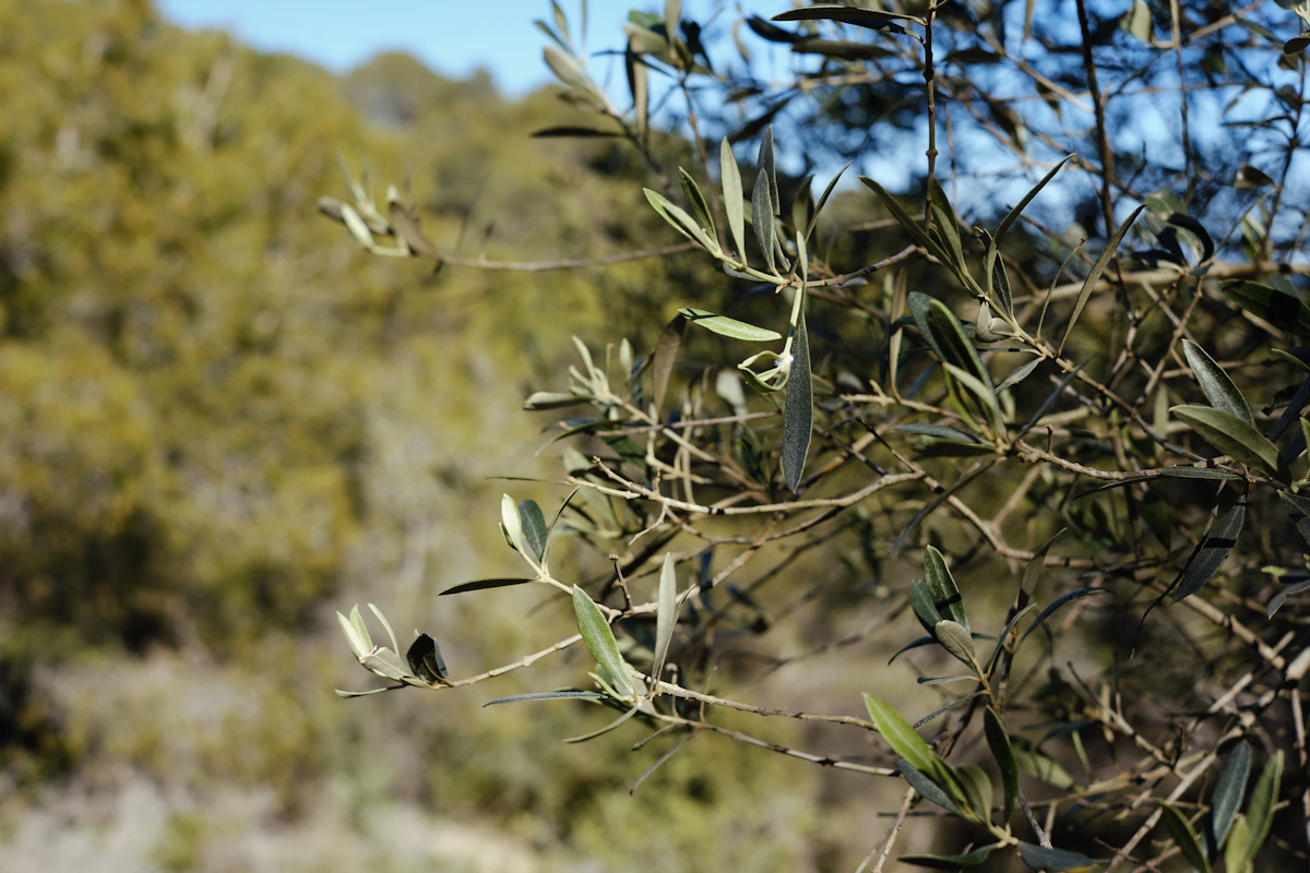 Olive tree in a home garden