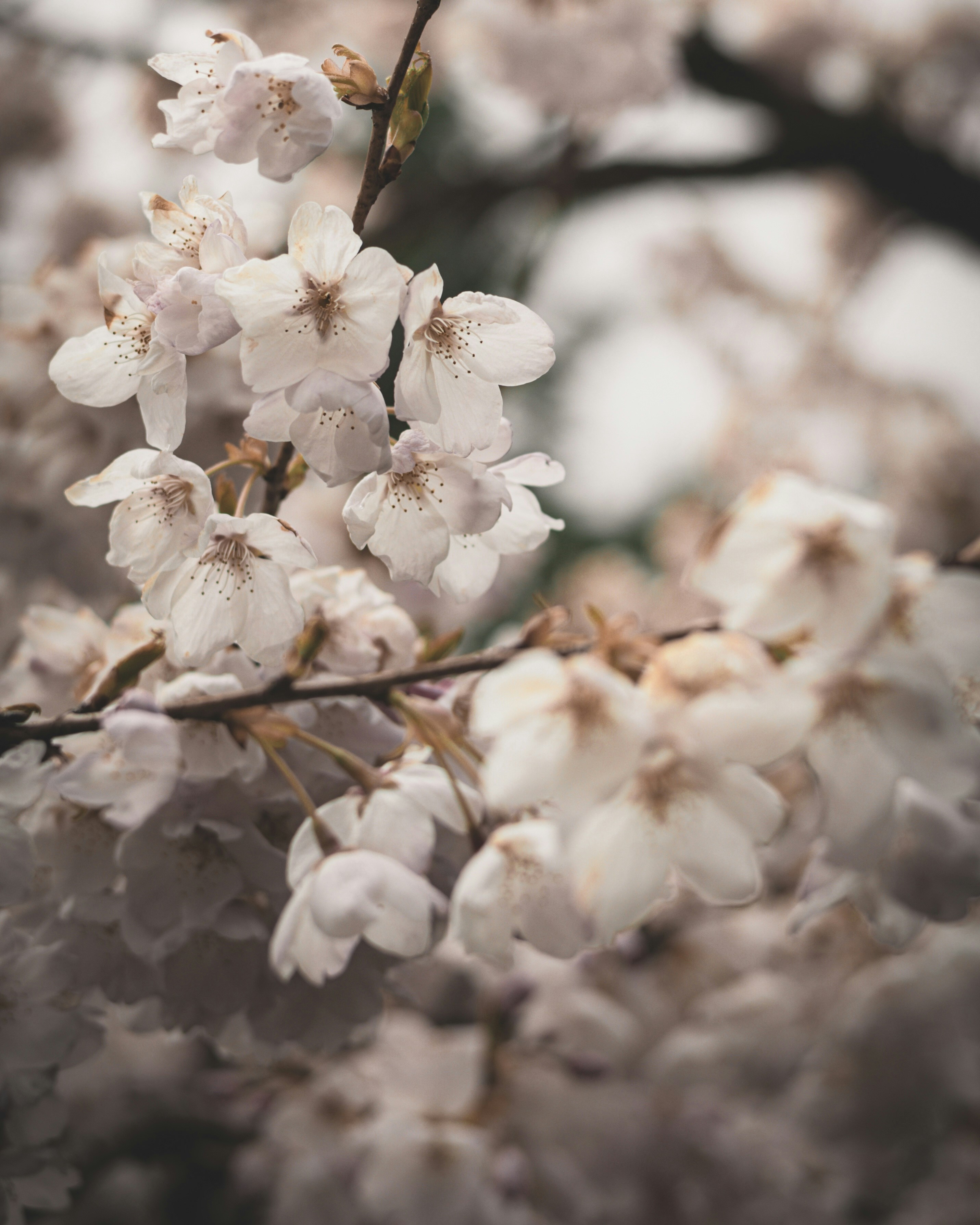 Photo by capturinginthewild