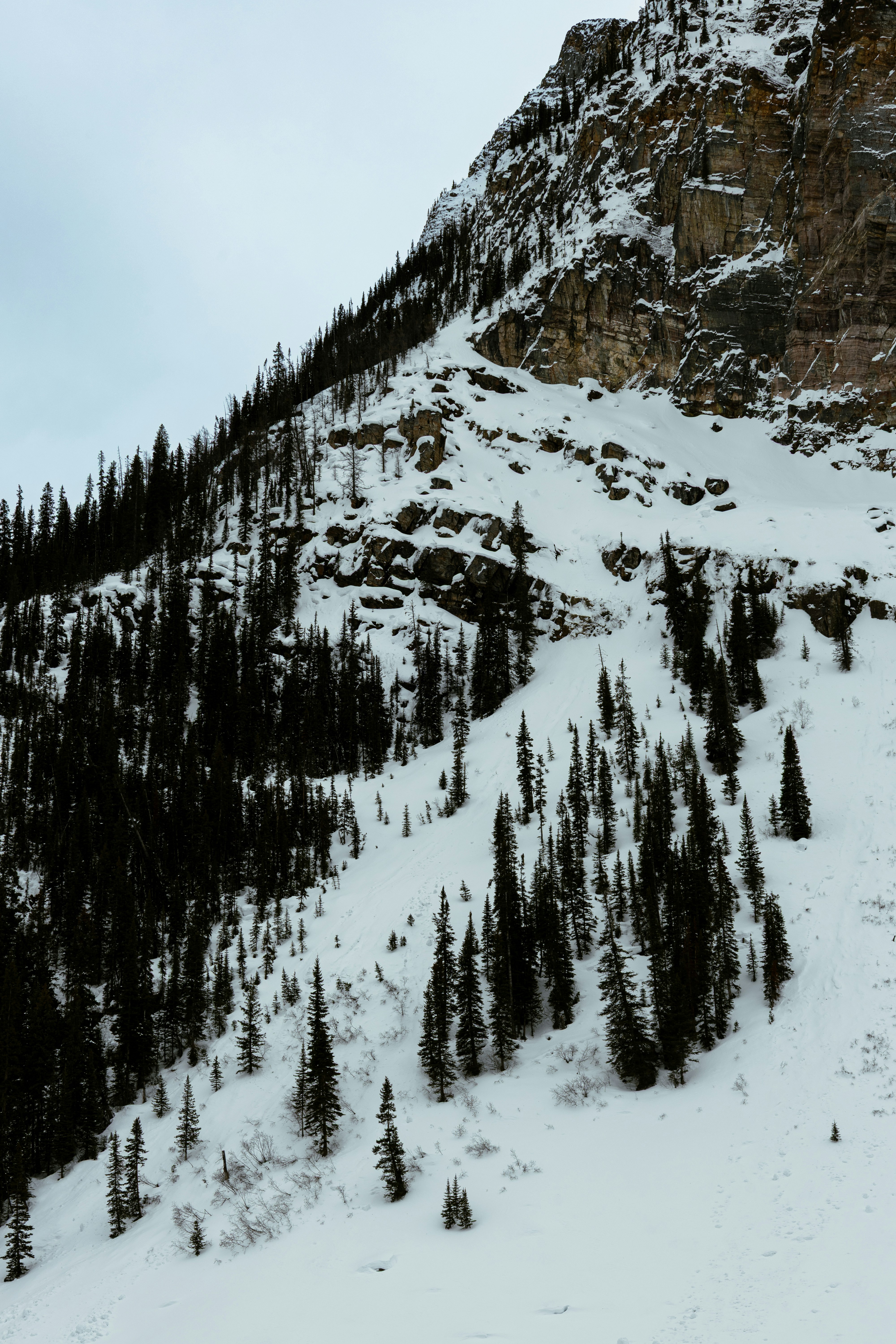 Snow covered mountain slope with dark pine trees - Free Photo on Unsplash