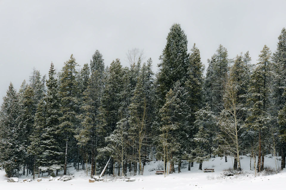 Serene winter scene in a forest with tall trees covered in fresh snowfall
