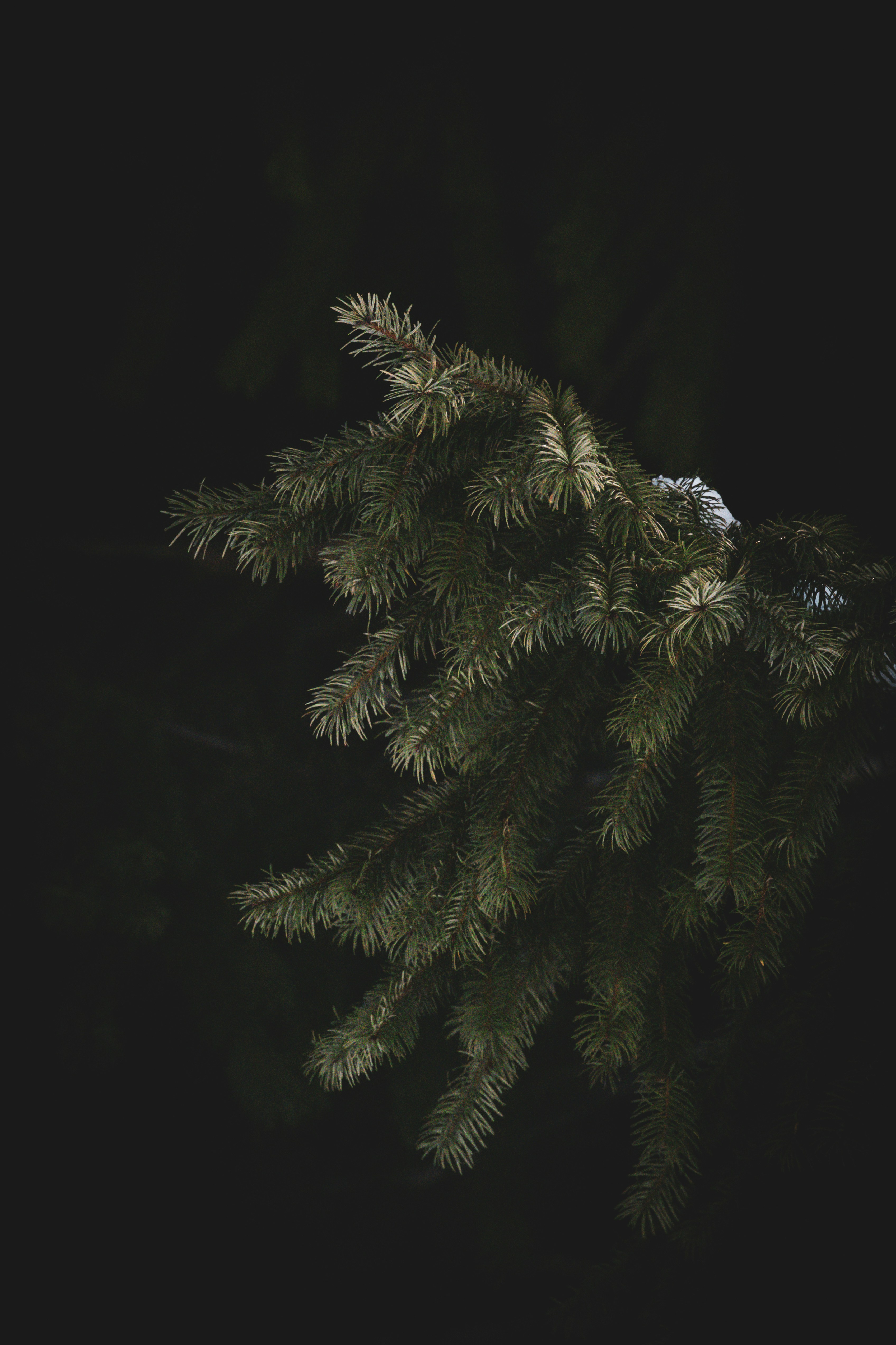 Primer plano de agujas de pino verde oscuro sobre fondo negro