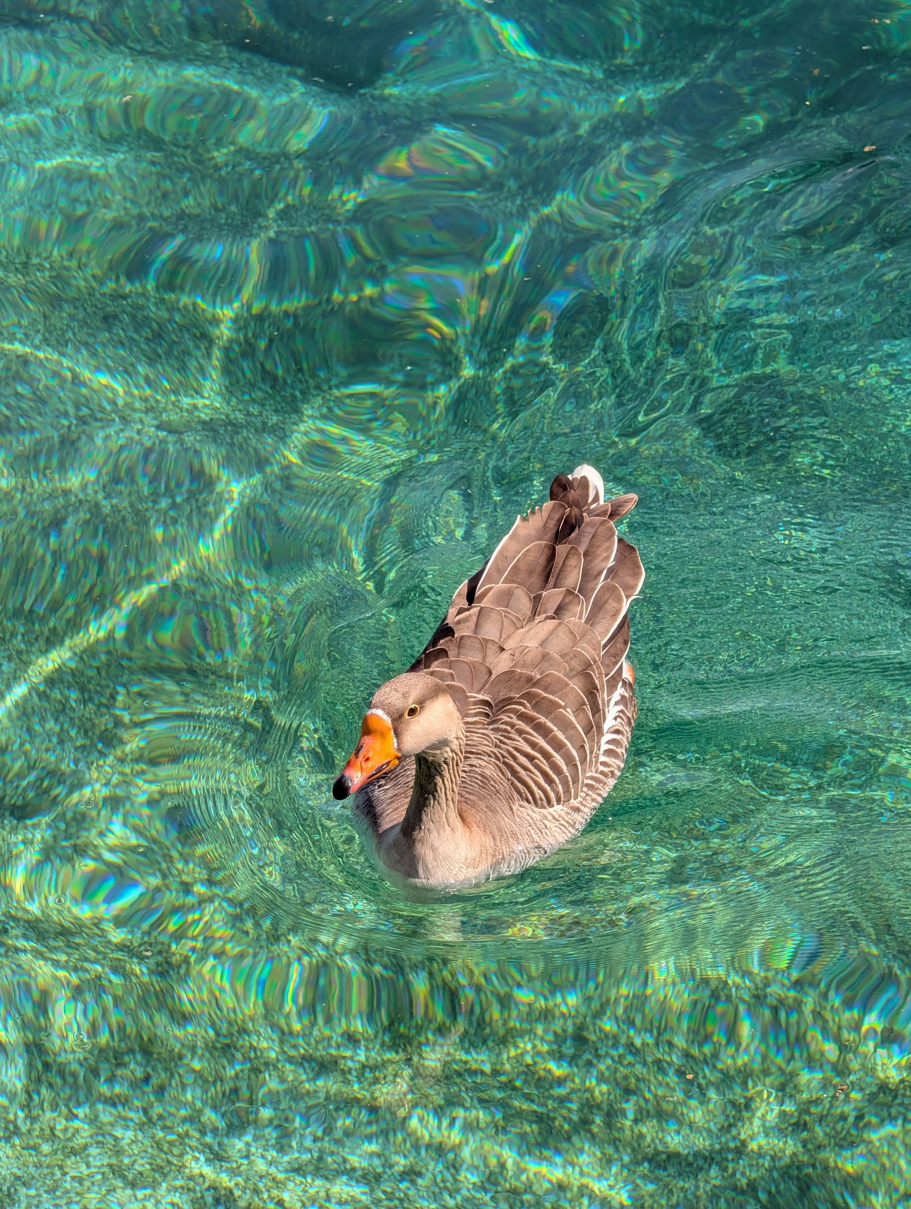 A lone duck glides through turquoise, sun-dappled water, its brown feathers contrasting with the shimmering ripples. A clean, natural wildlife shot captured in bright daylight.
