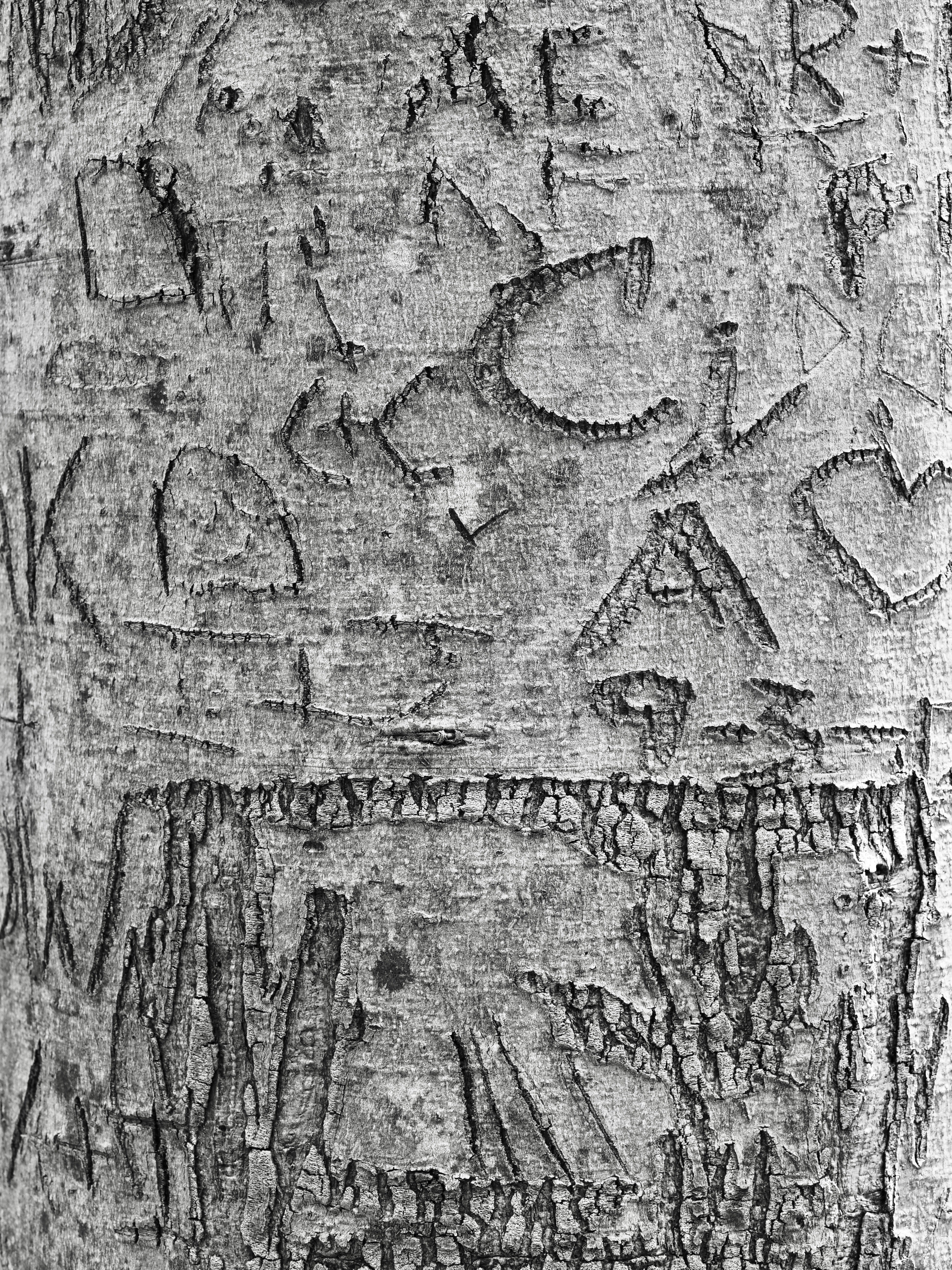 Carvings and textures on a tree trunk