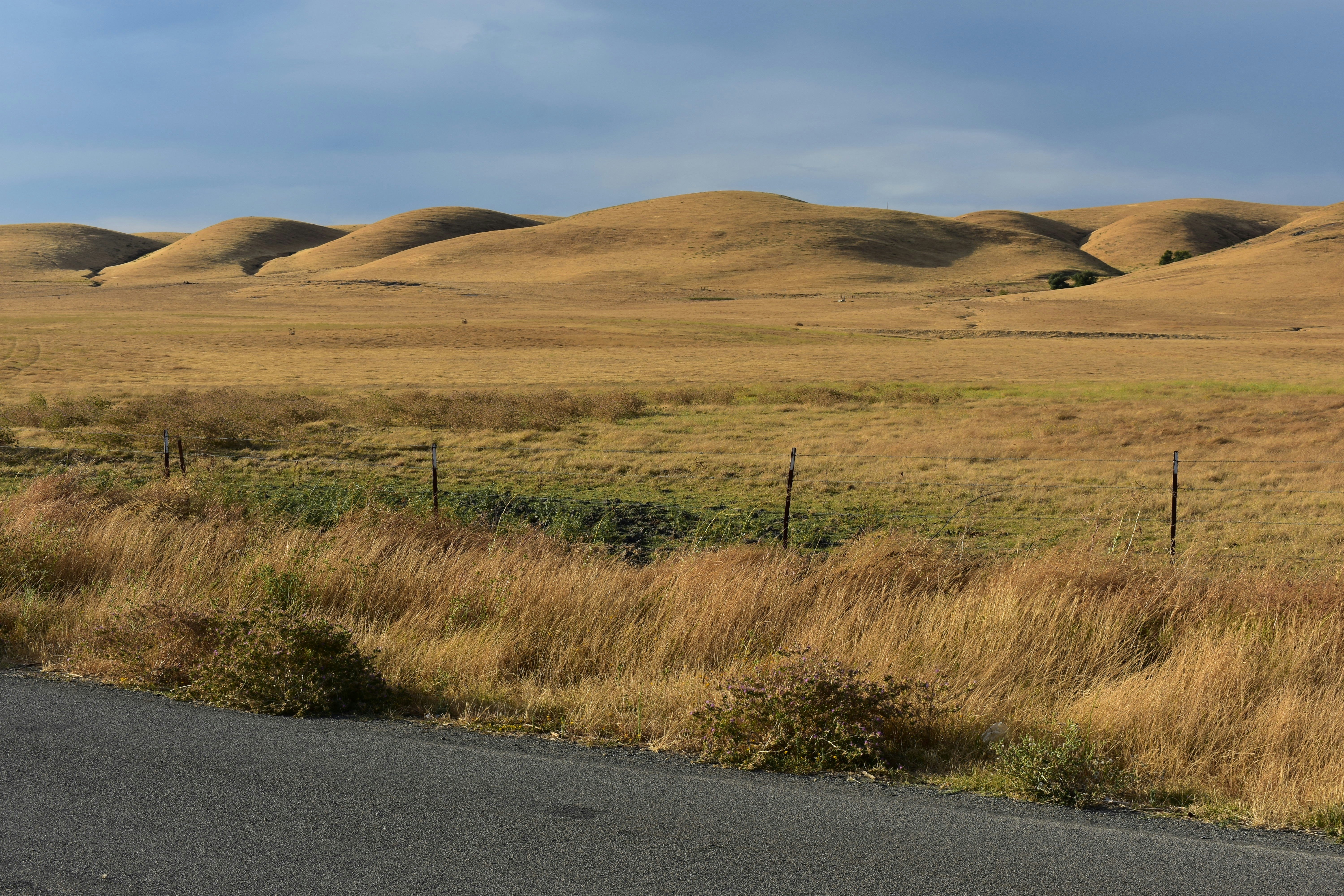 Golden rolling ranchland hills with barbed wire fence in the Coast Range