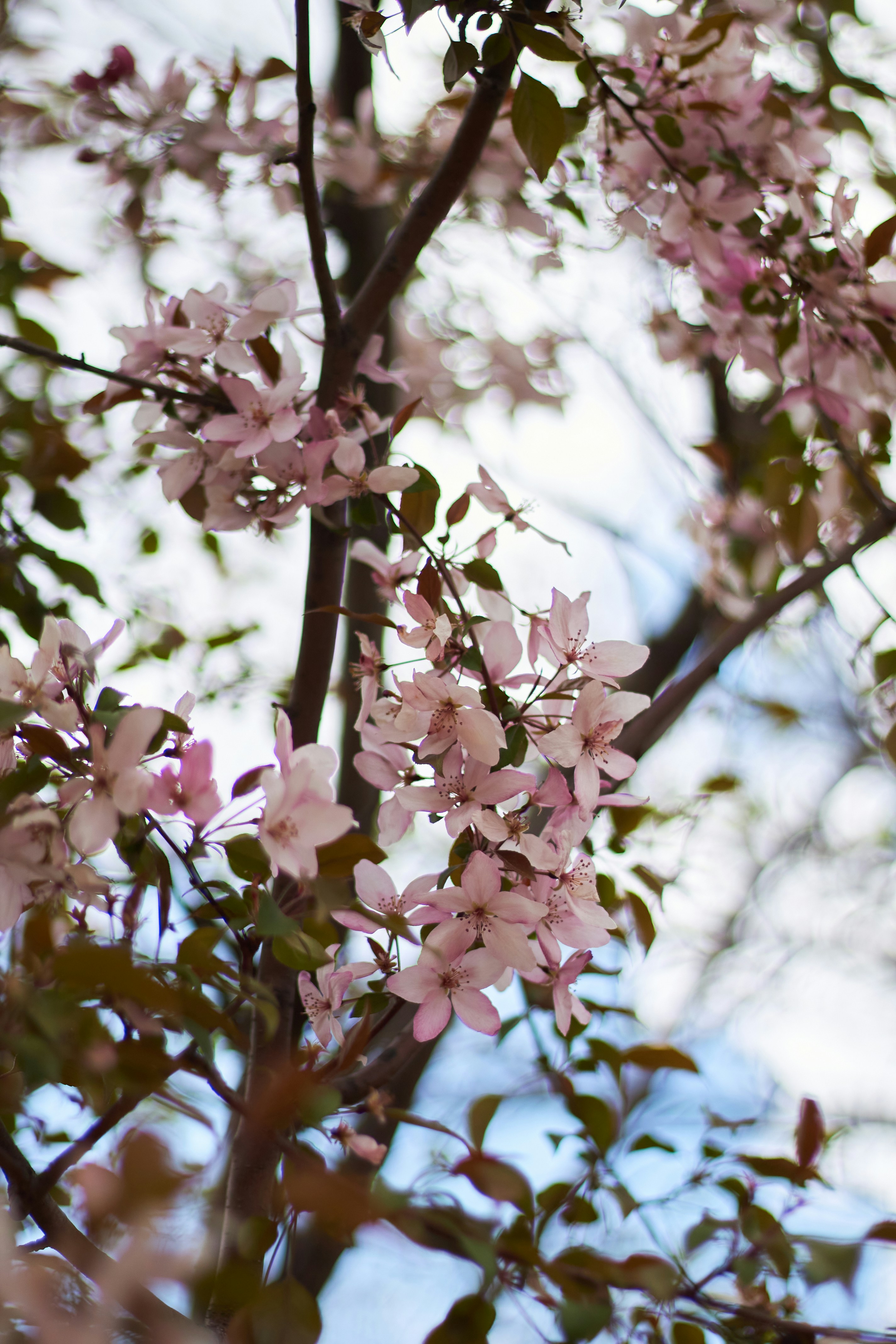 Bunga sakura merah muda yang halus di cabang pohon.