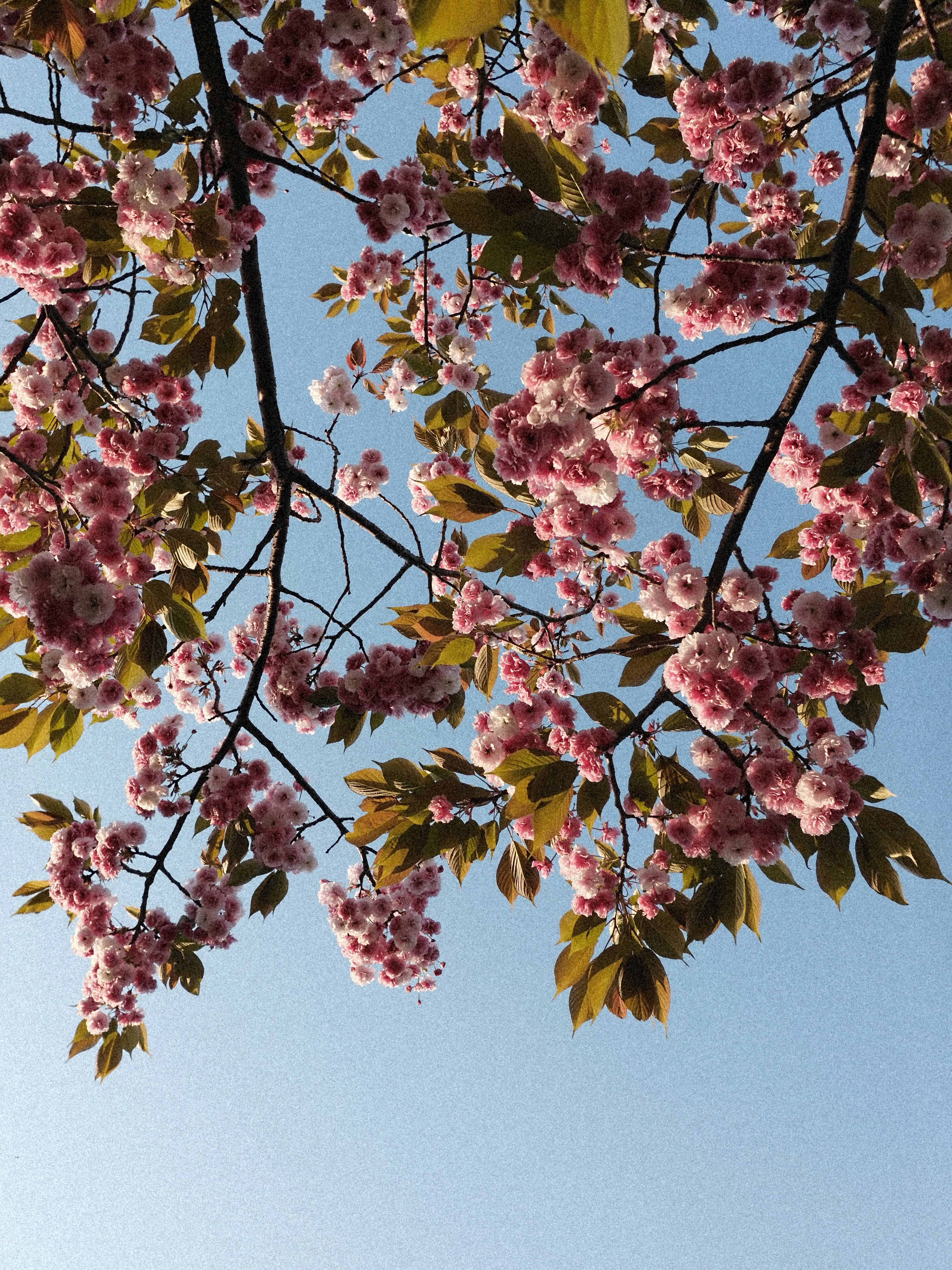 Flores de cerejeira cor-de-rosa florescem contra um céu azul claro.