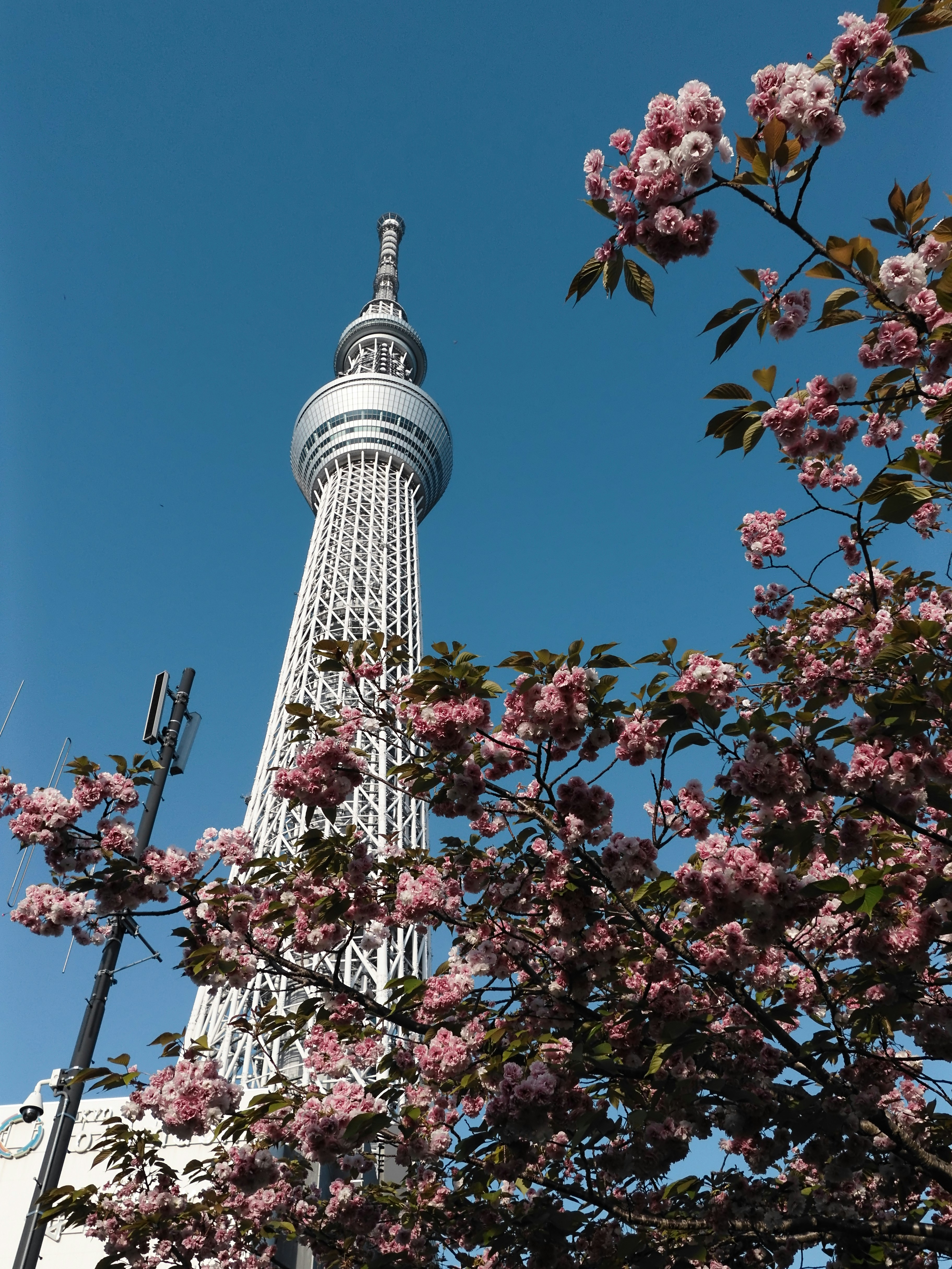 Torre skytree de Tóquio emoldurada por flores de cerejeira em flor.