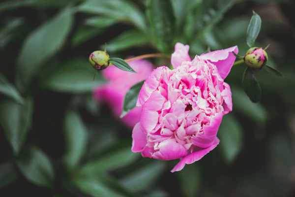 Peony plant and buds
