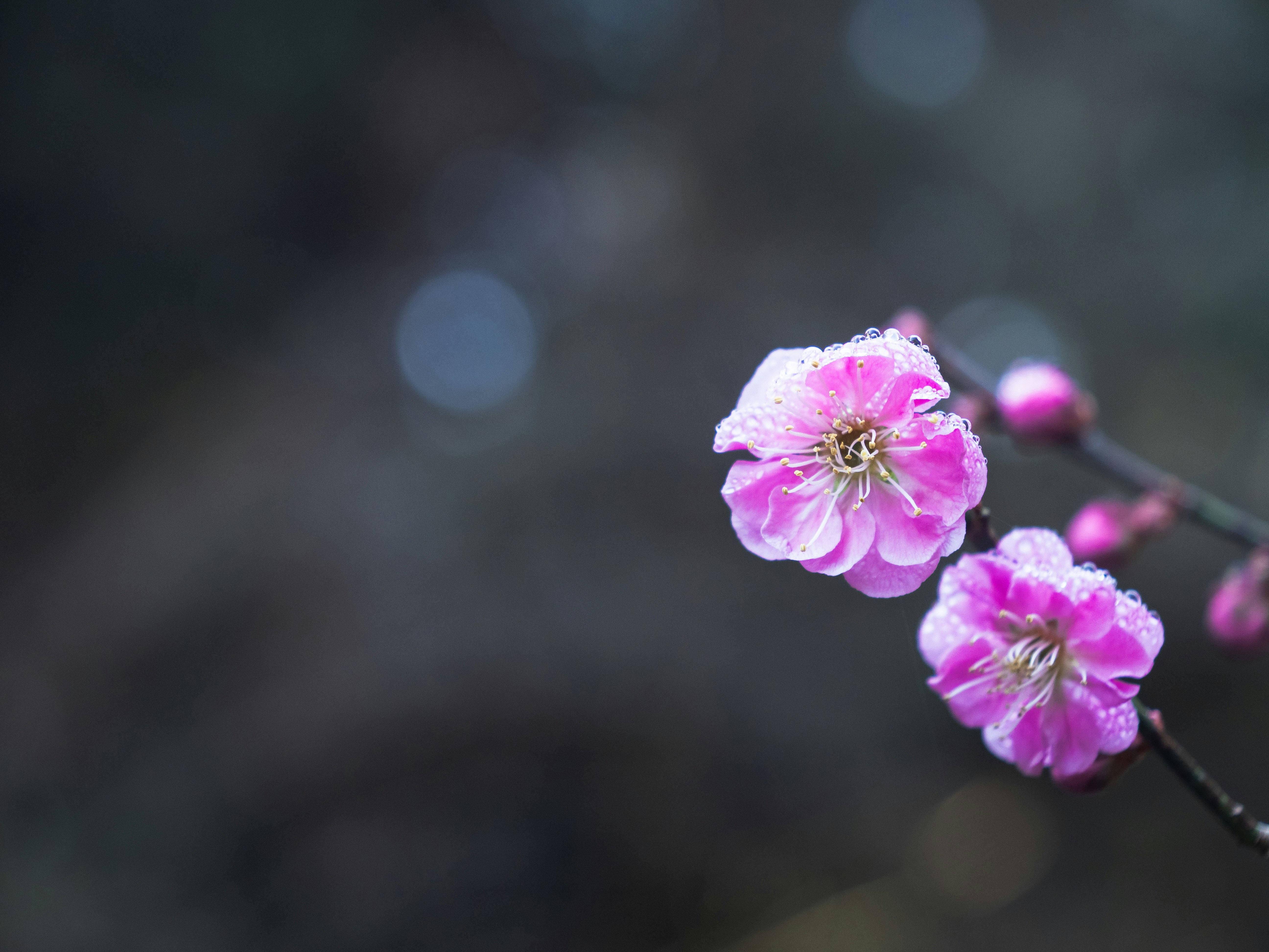 Photo by likesilkto