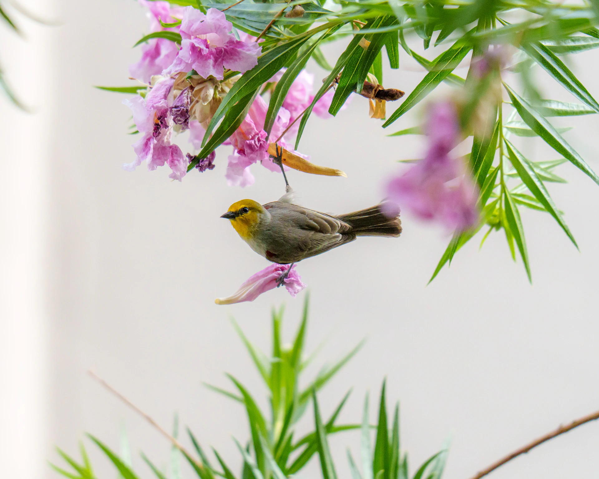 A small bird rests on a pink flower branch.