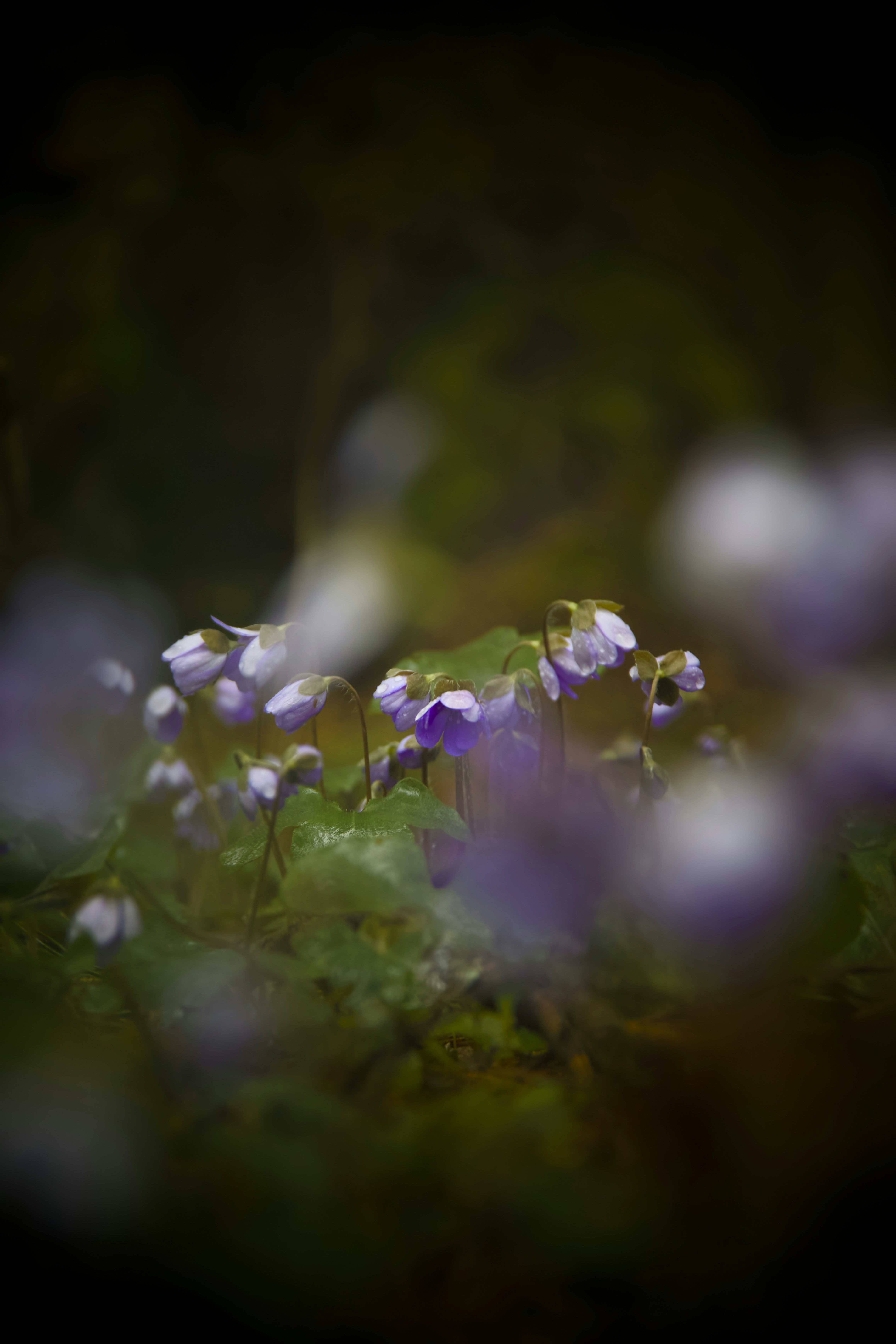 Photo by mihmihfoto