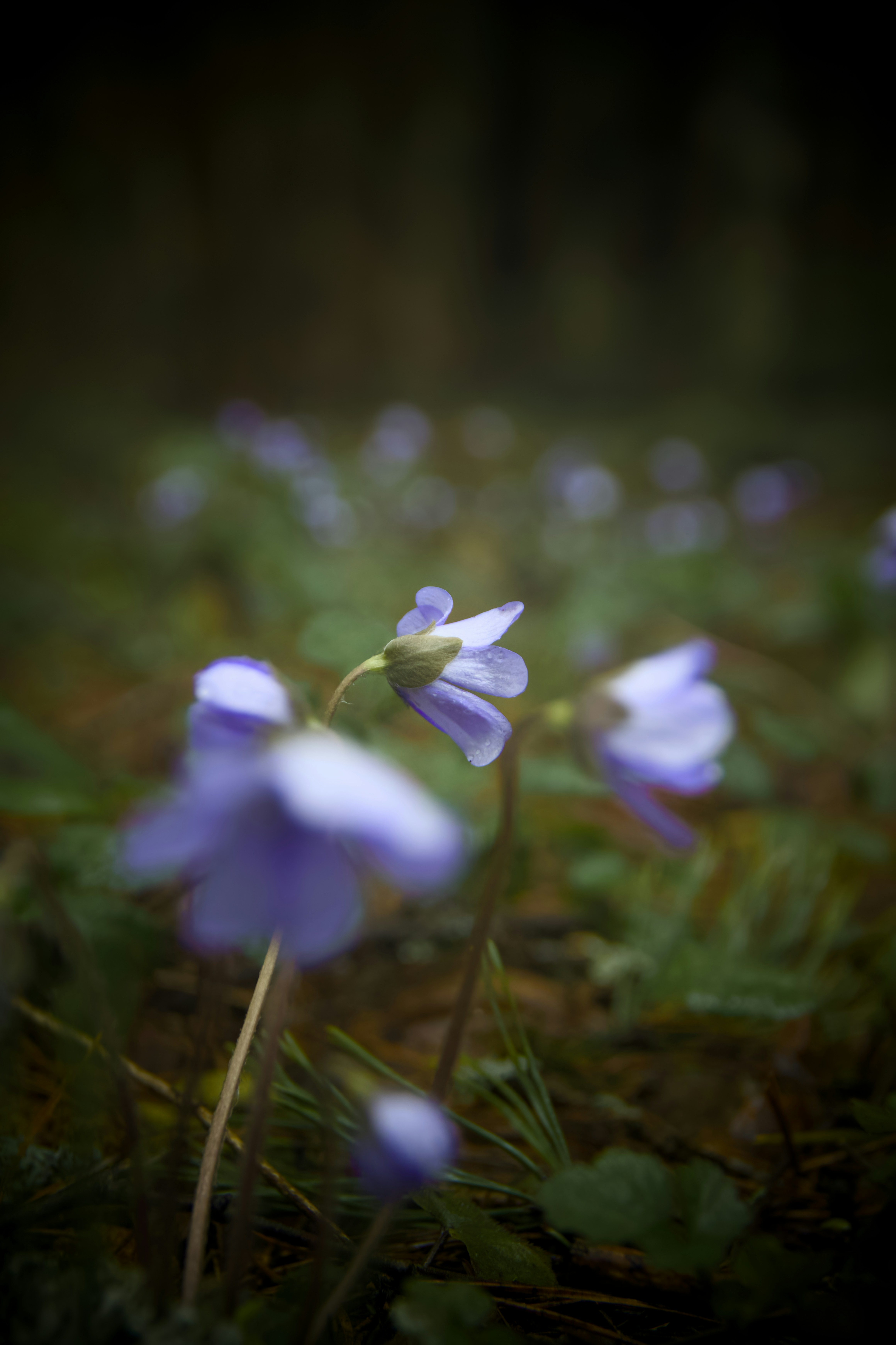 Photo by mihmihfoto