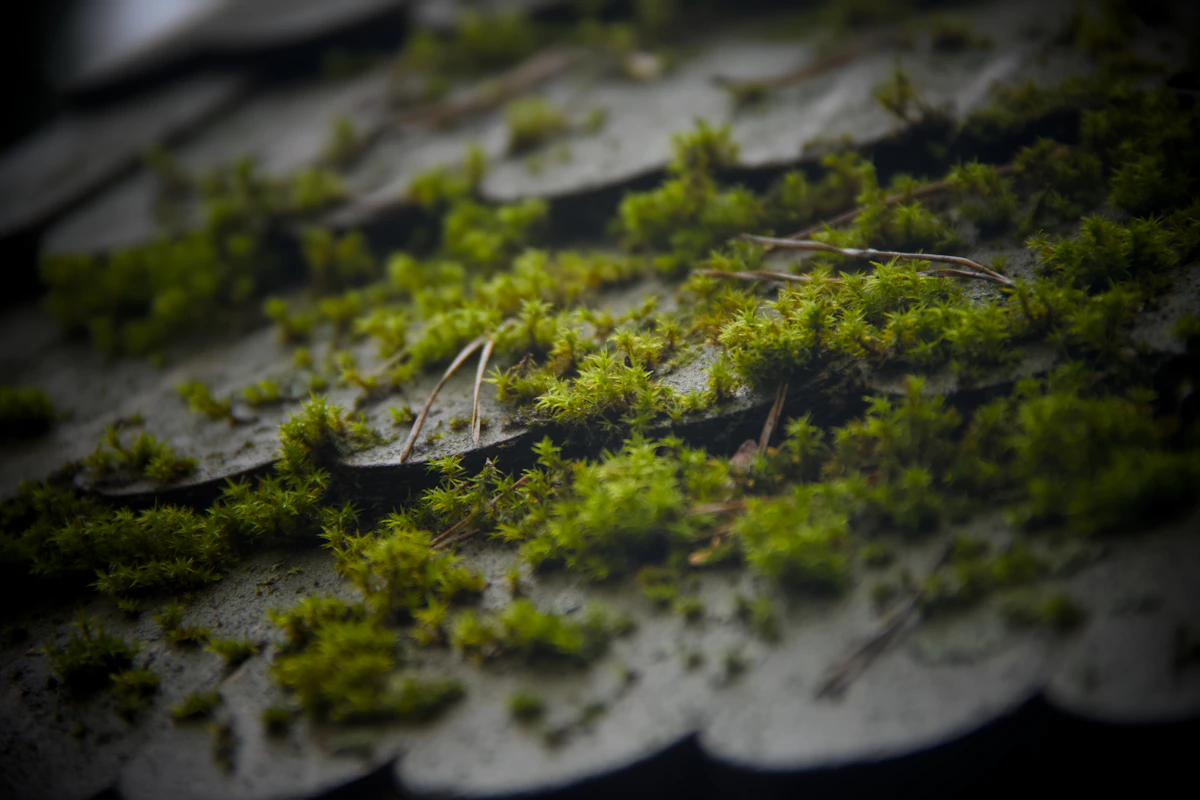 Green moss growing on dark roof tiles before soft wash cleaning — representative example, Eugene Oregon