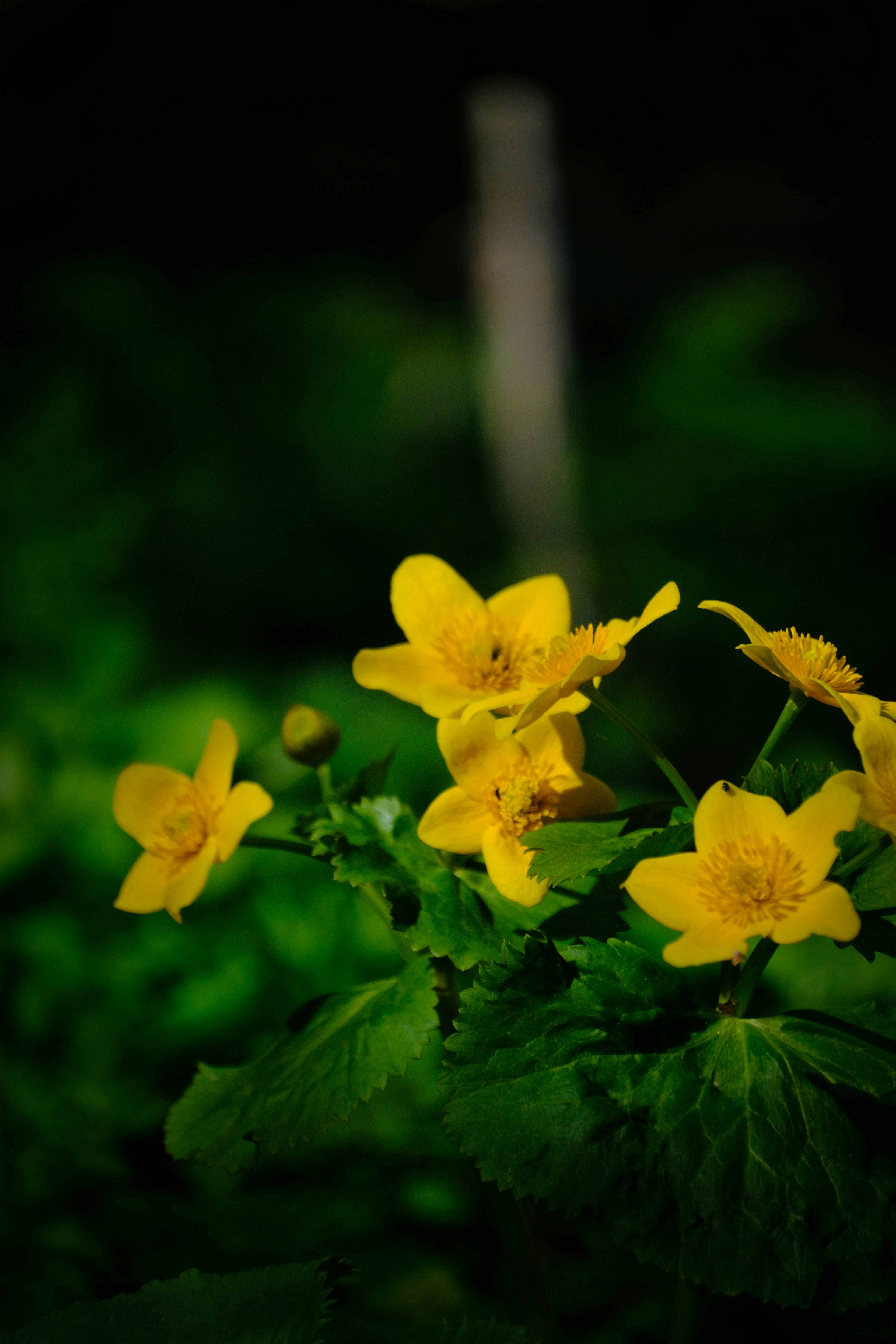 Photo by noemiszasz
