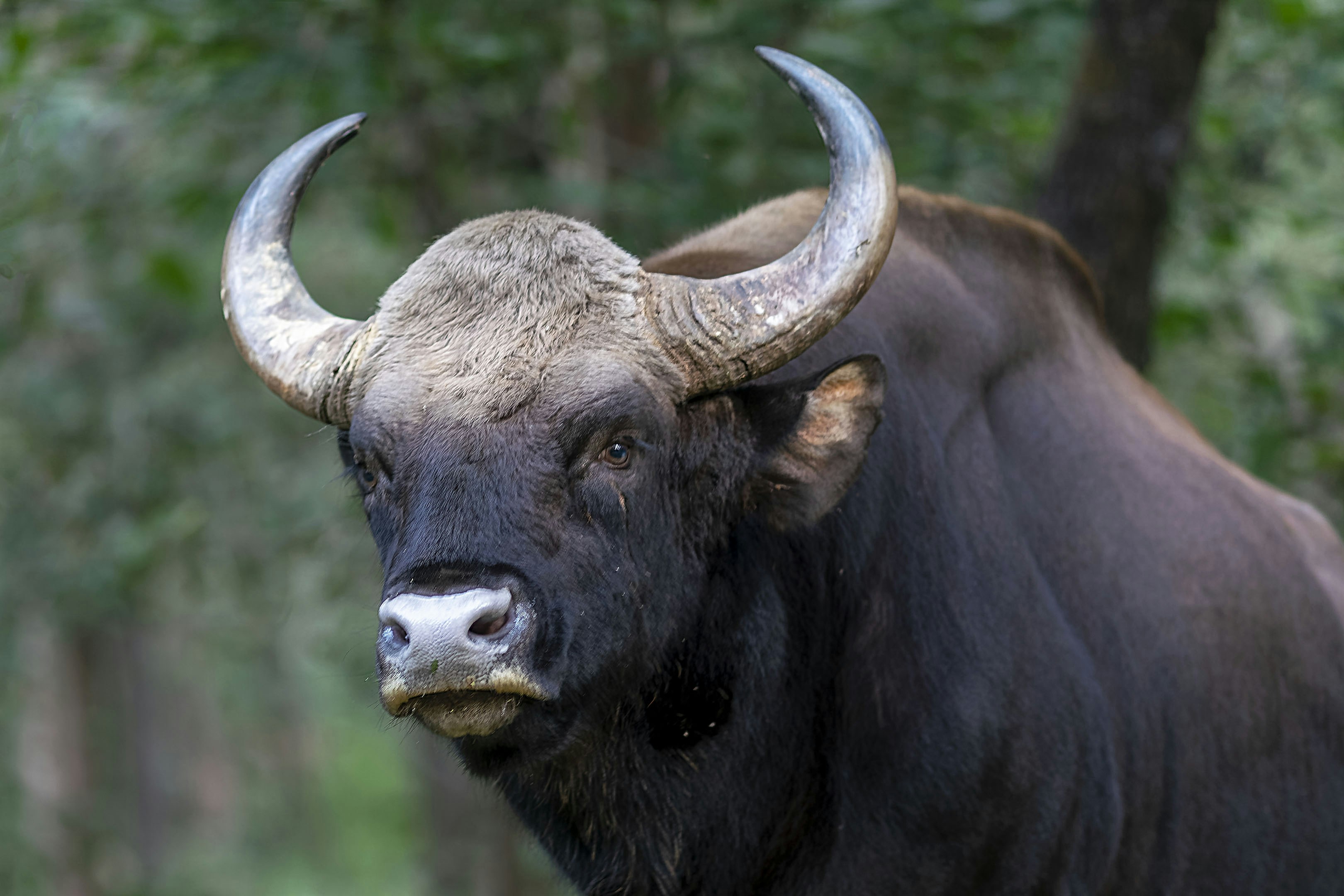 A close-up of a gaur with large curved horns.