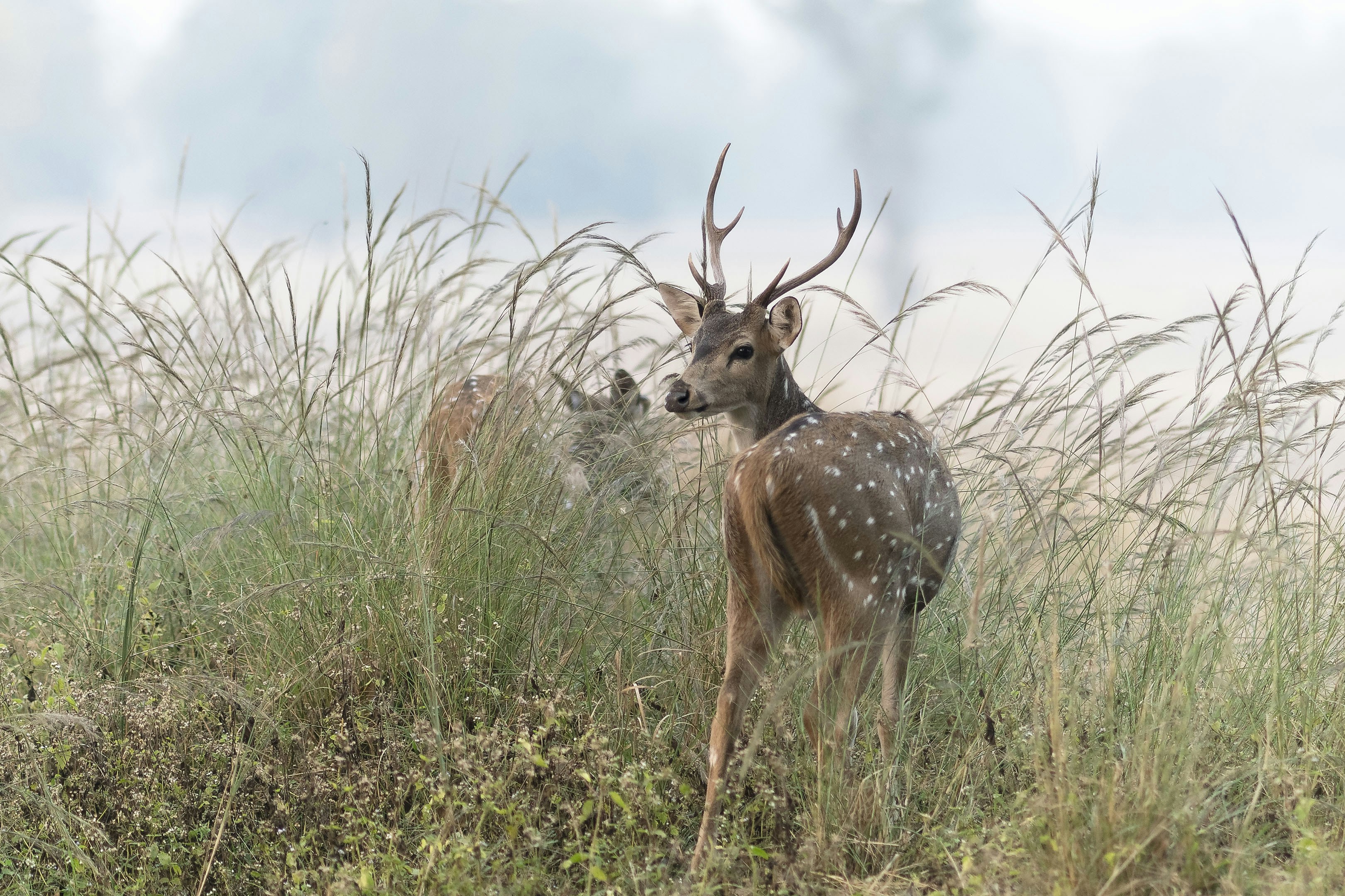 Two spotted deer stand in tall grassy field