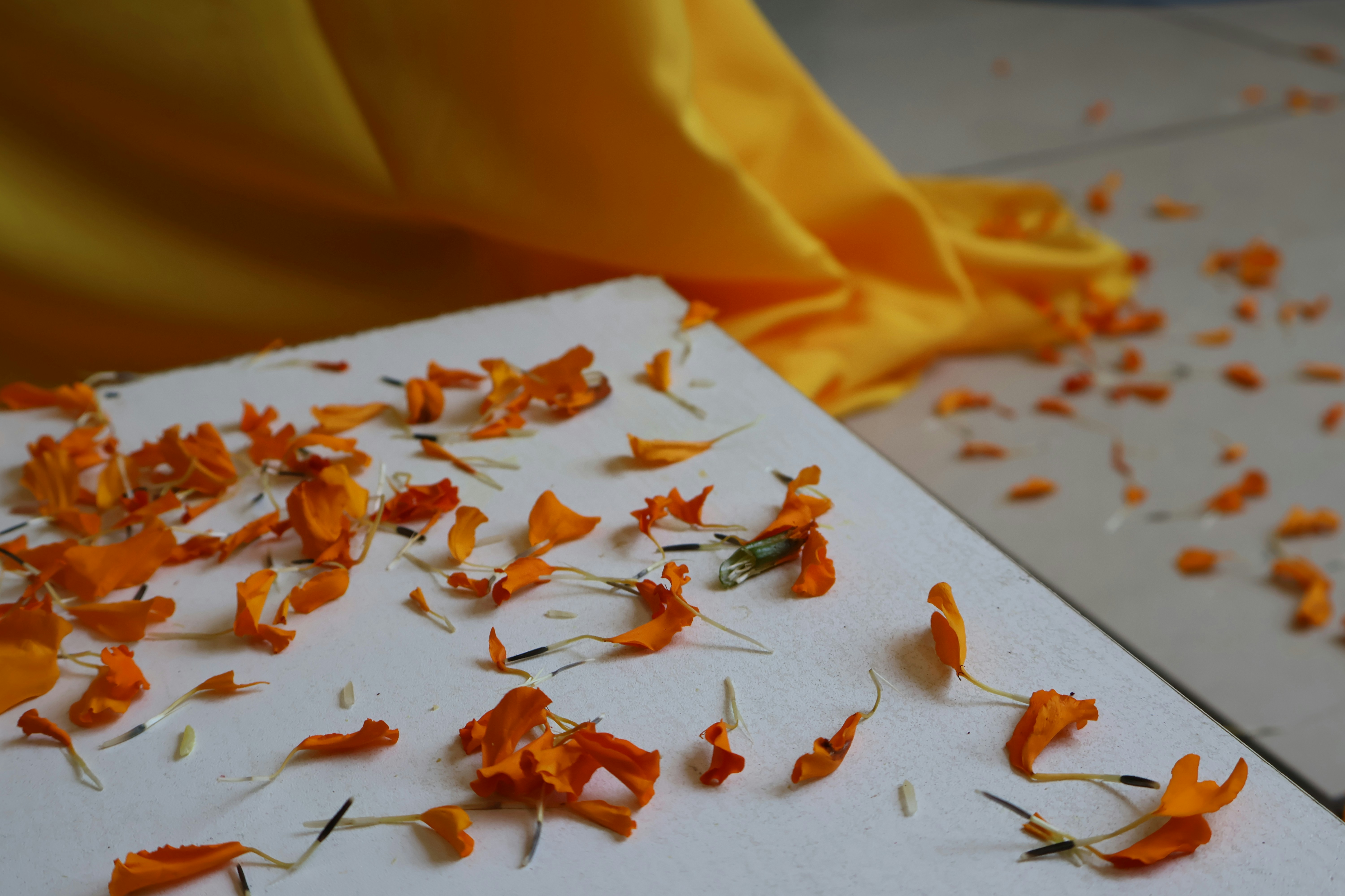Scattered orange flower petals on a white surface