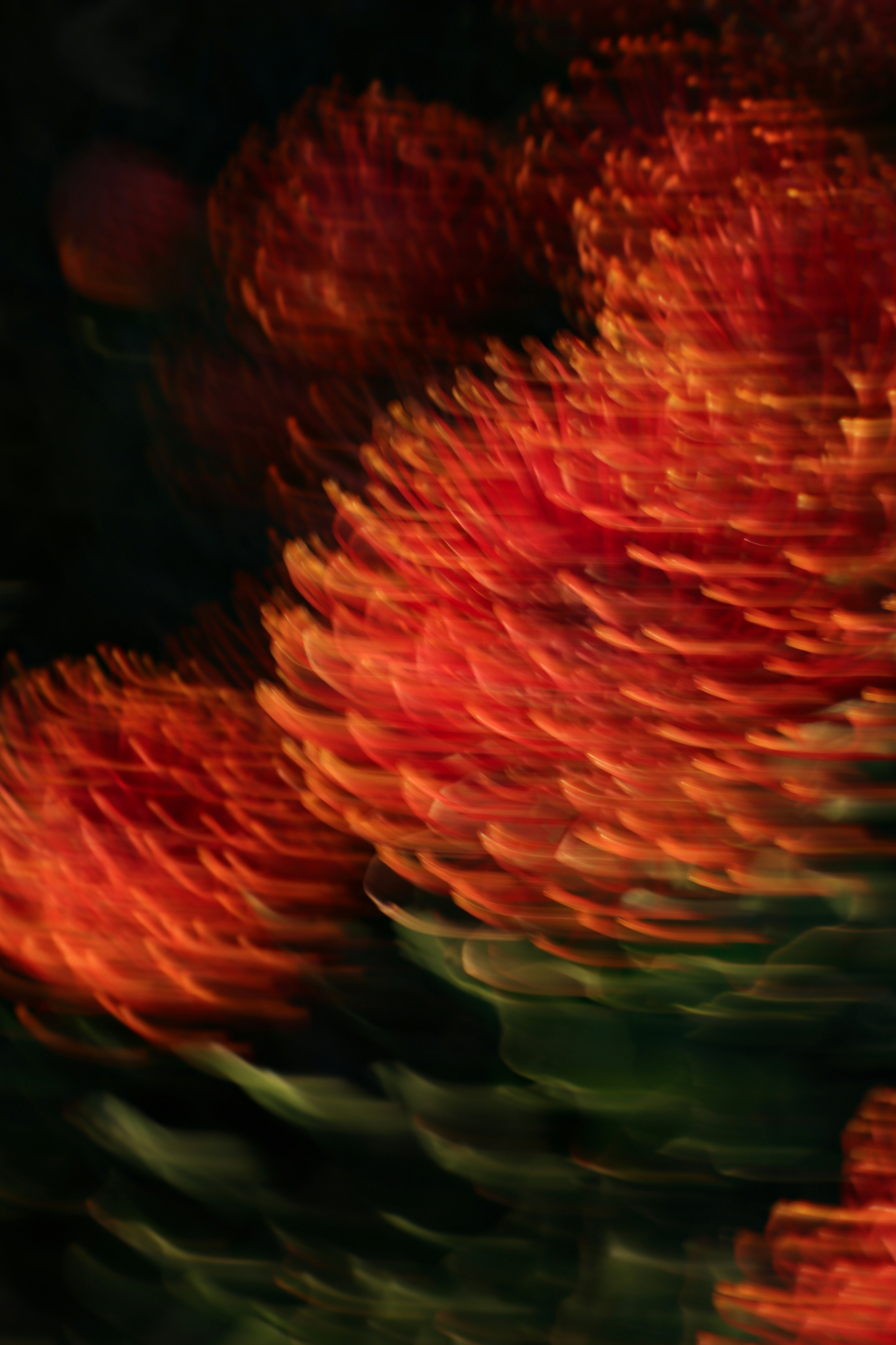 Flores vermelhas borradas abstratas contra fundo escuro