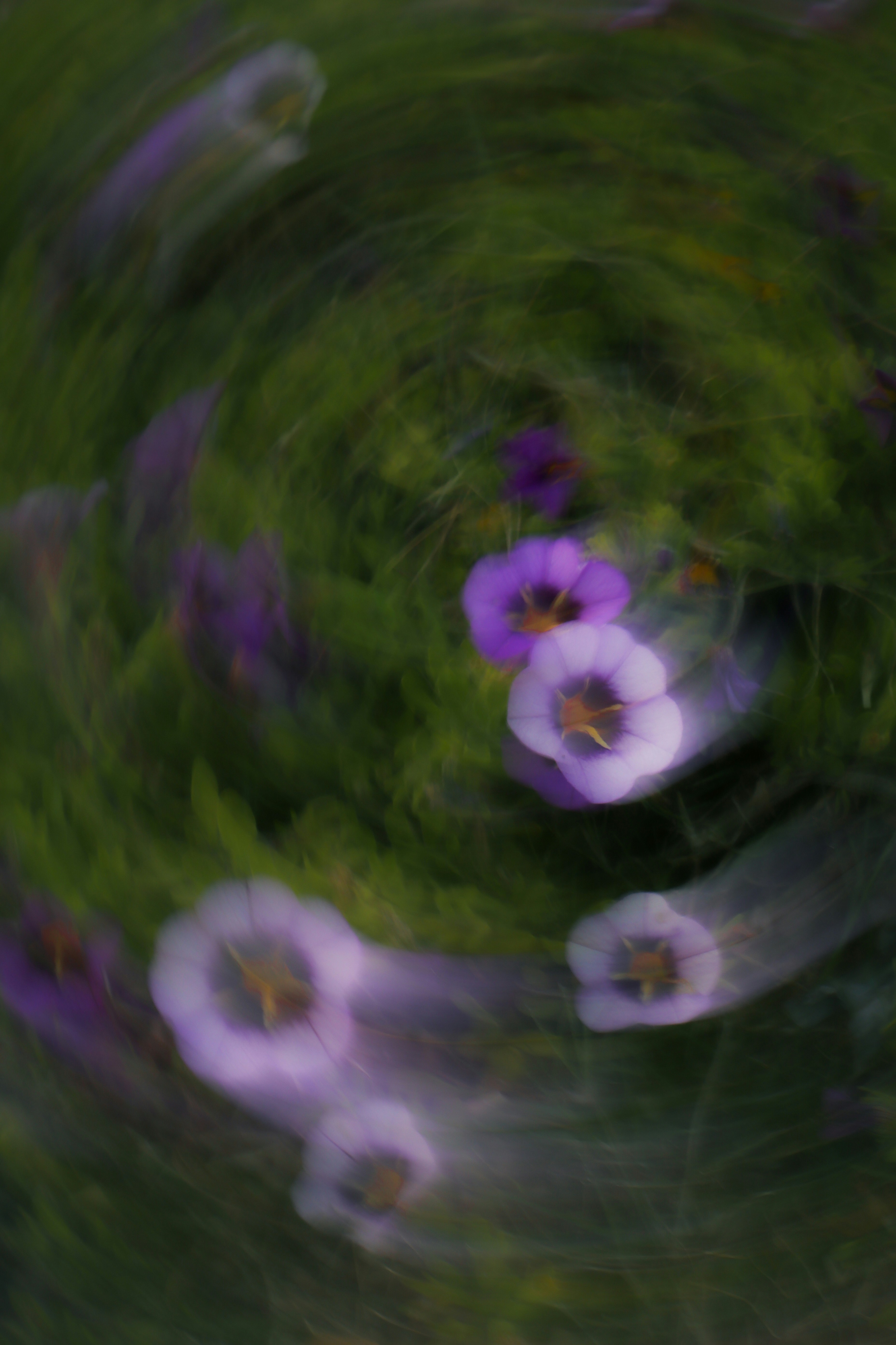 Flores roxas borradas pelo movimento na grama verde