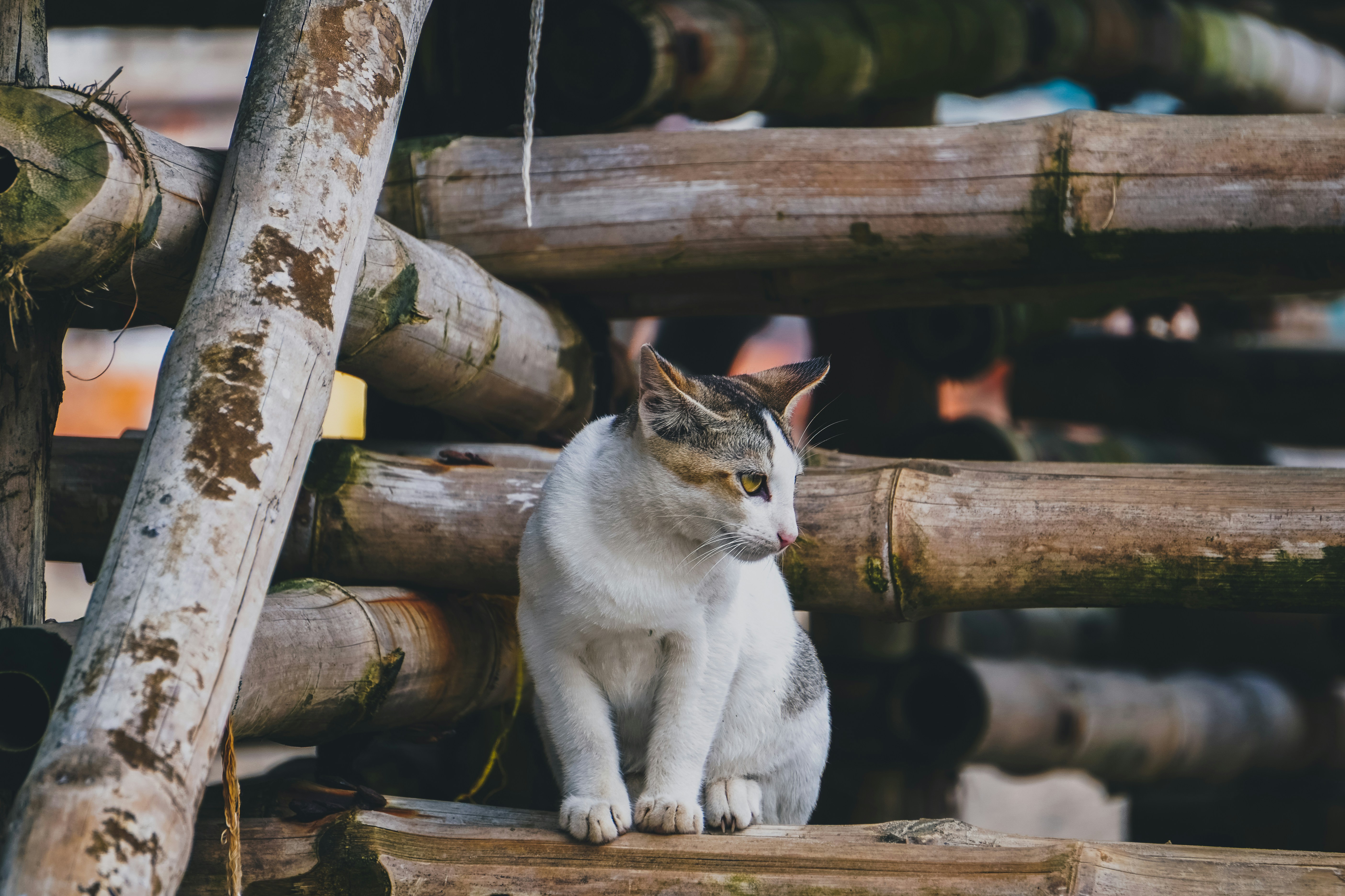 A white and grey cat sits on wooden planks.