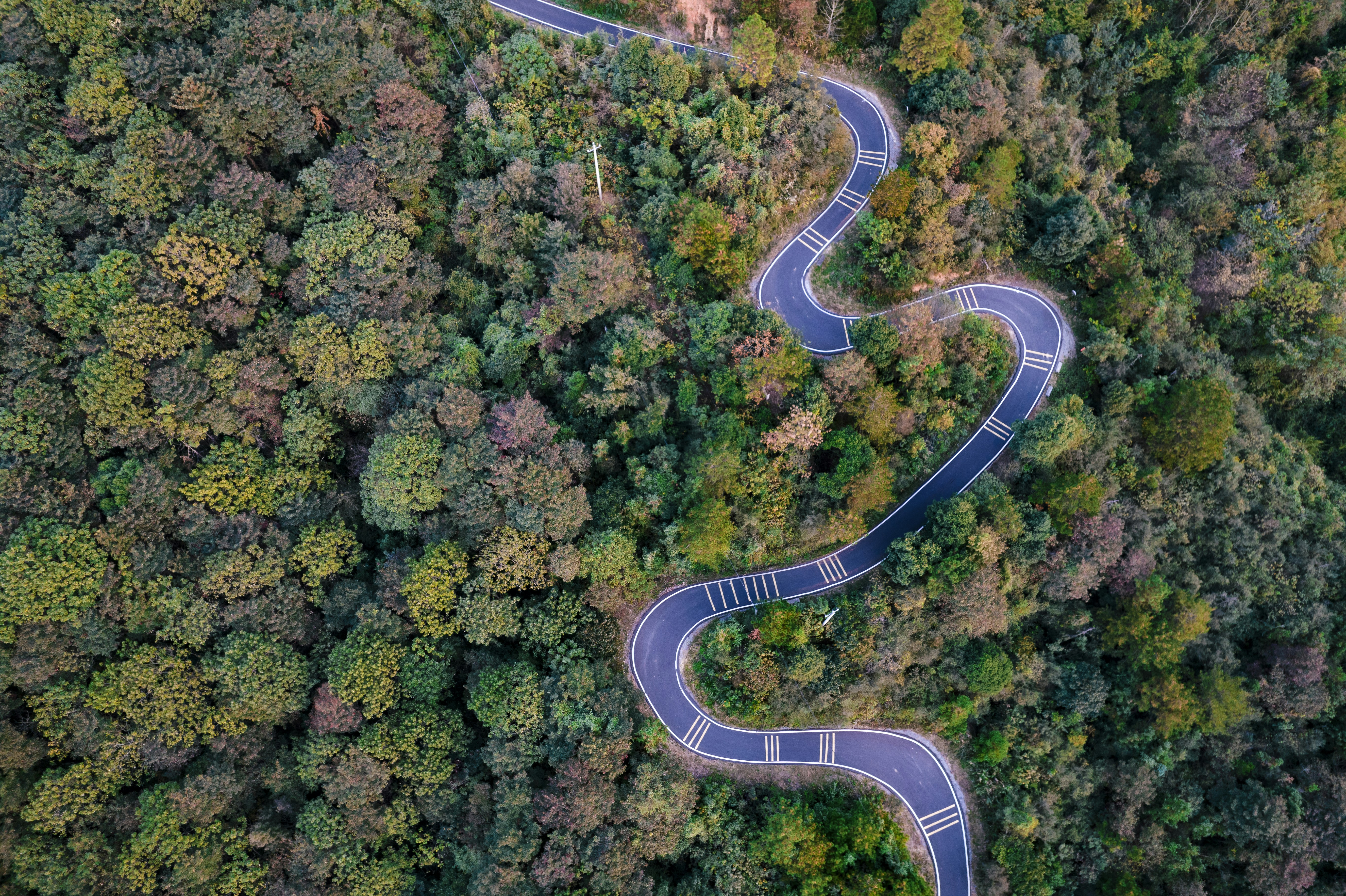 Estrada sinuosa por uma floresta verde e exuberante