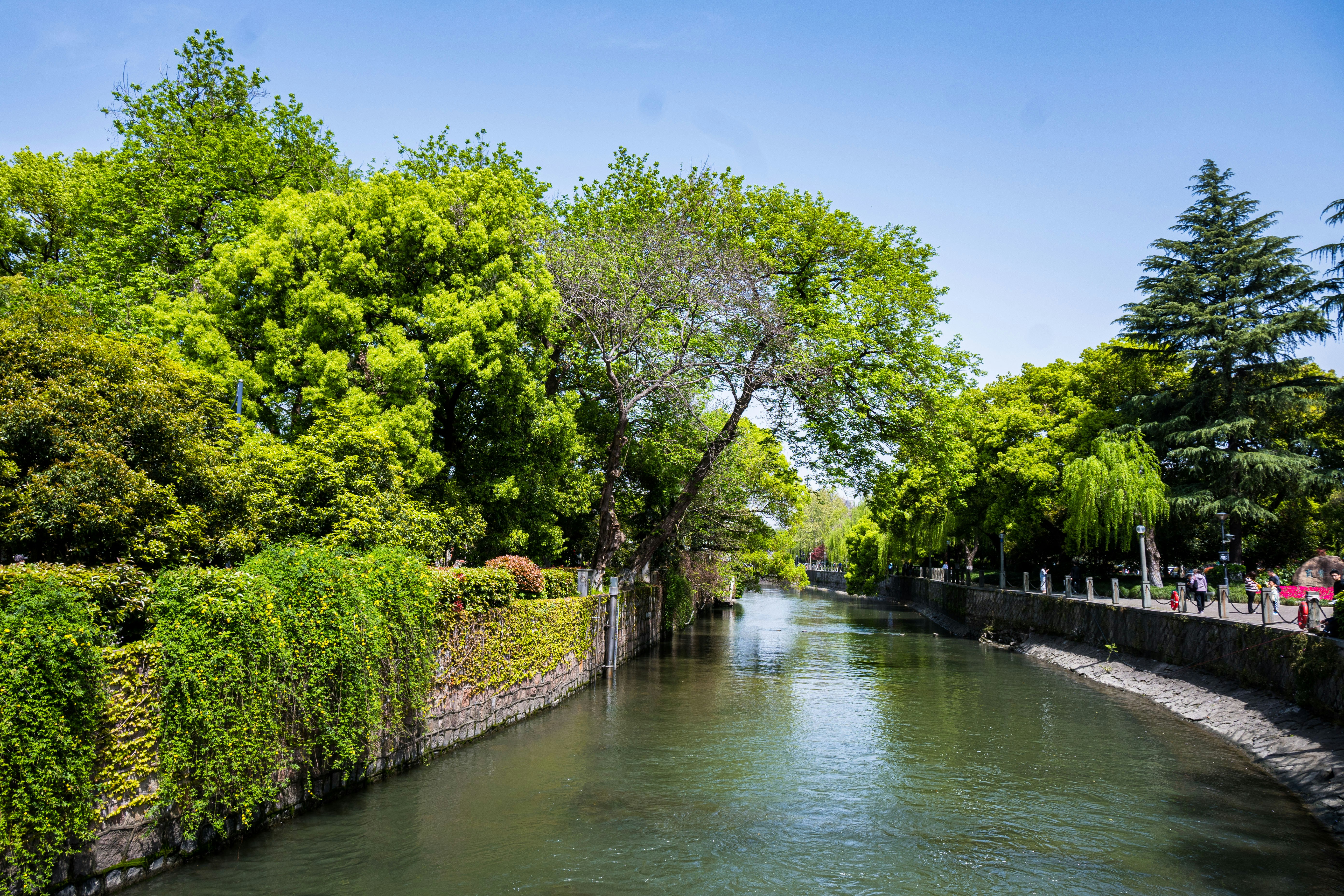 A tranquil canal lined with lush green trees and foliage.