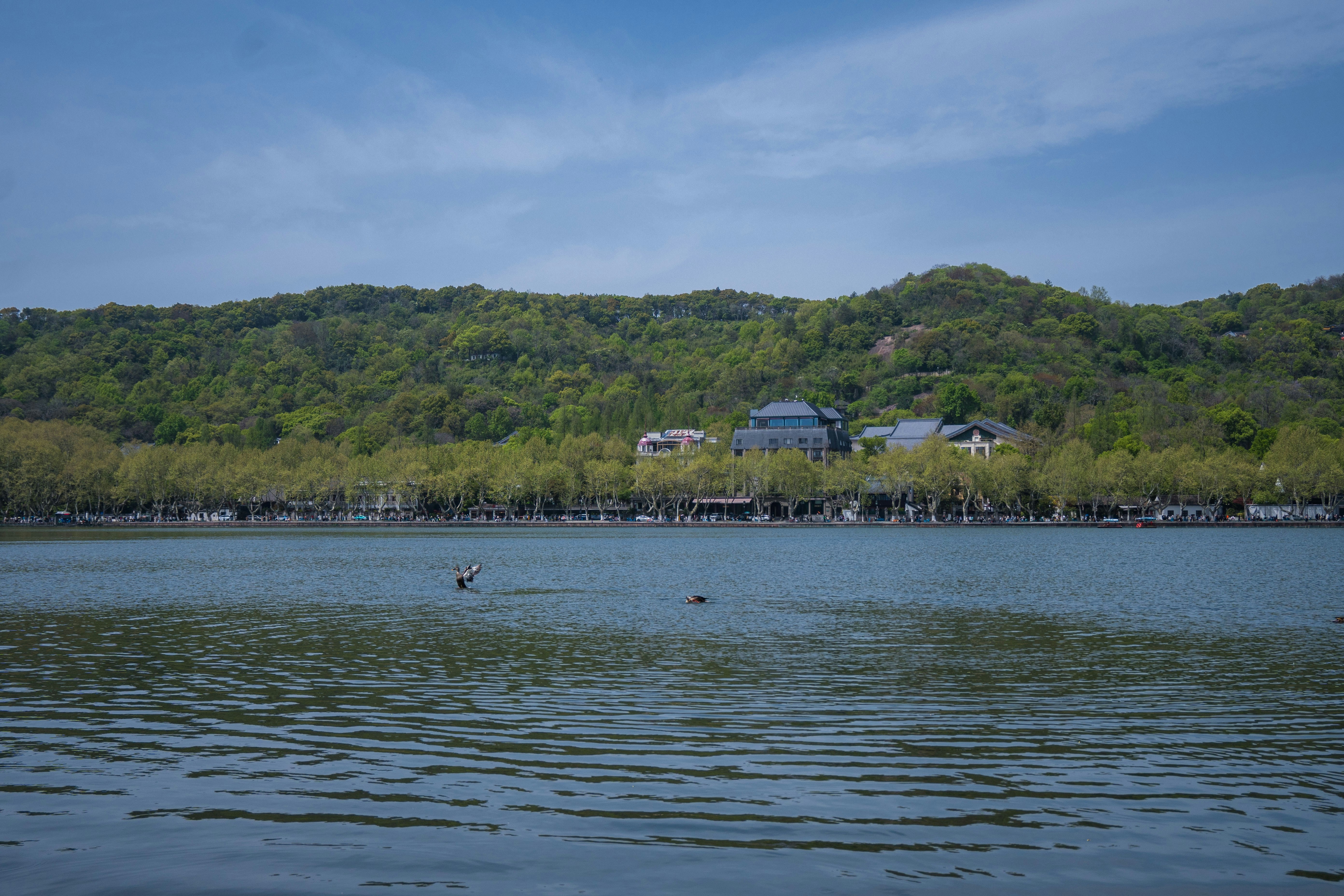 Calm lake with a tree-lined shore and green hills.