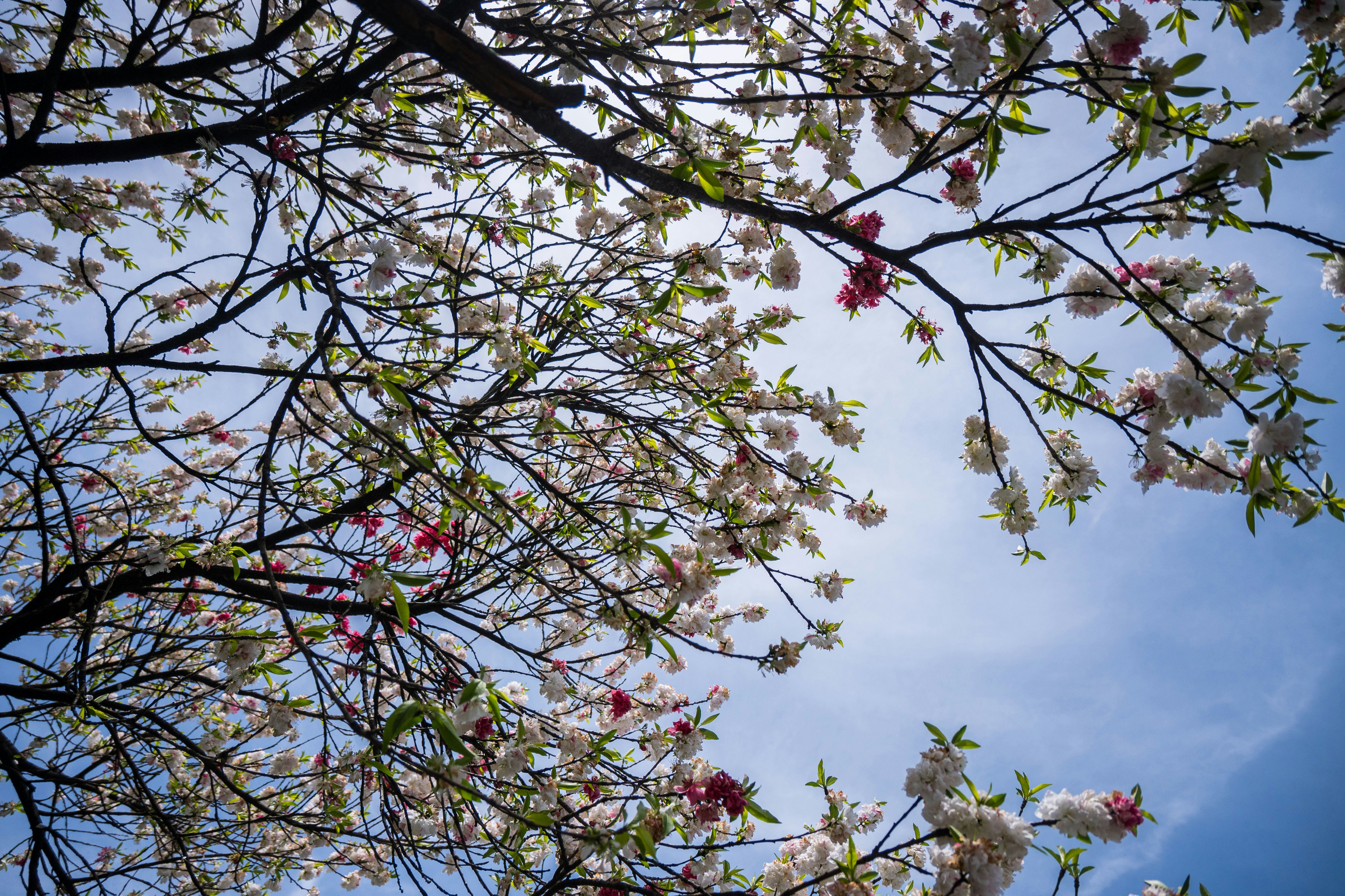 Blooming branches with white and pink flowers against blue sky.