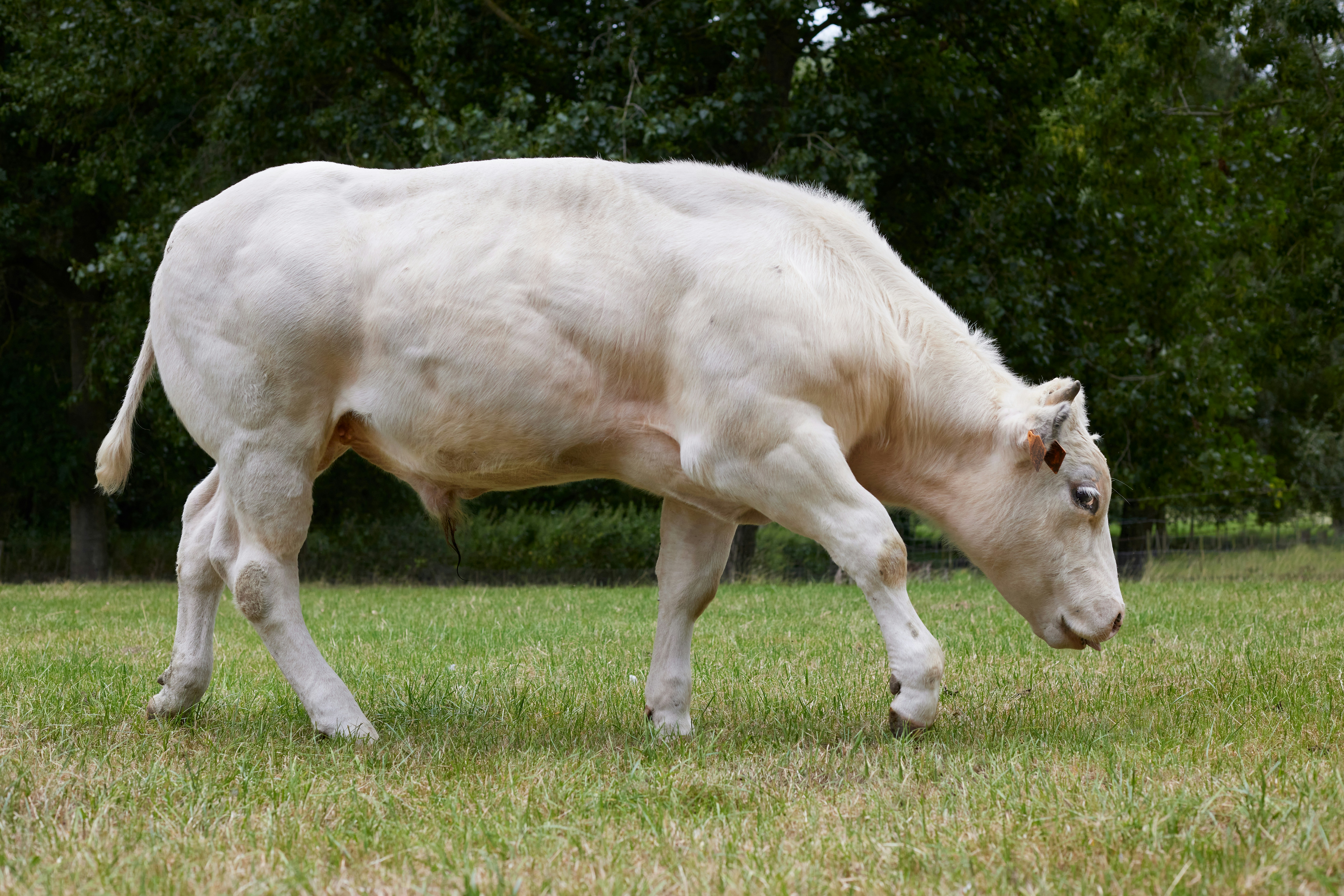 Charolais Bull - A muscular white bull grazing in a grassy field.