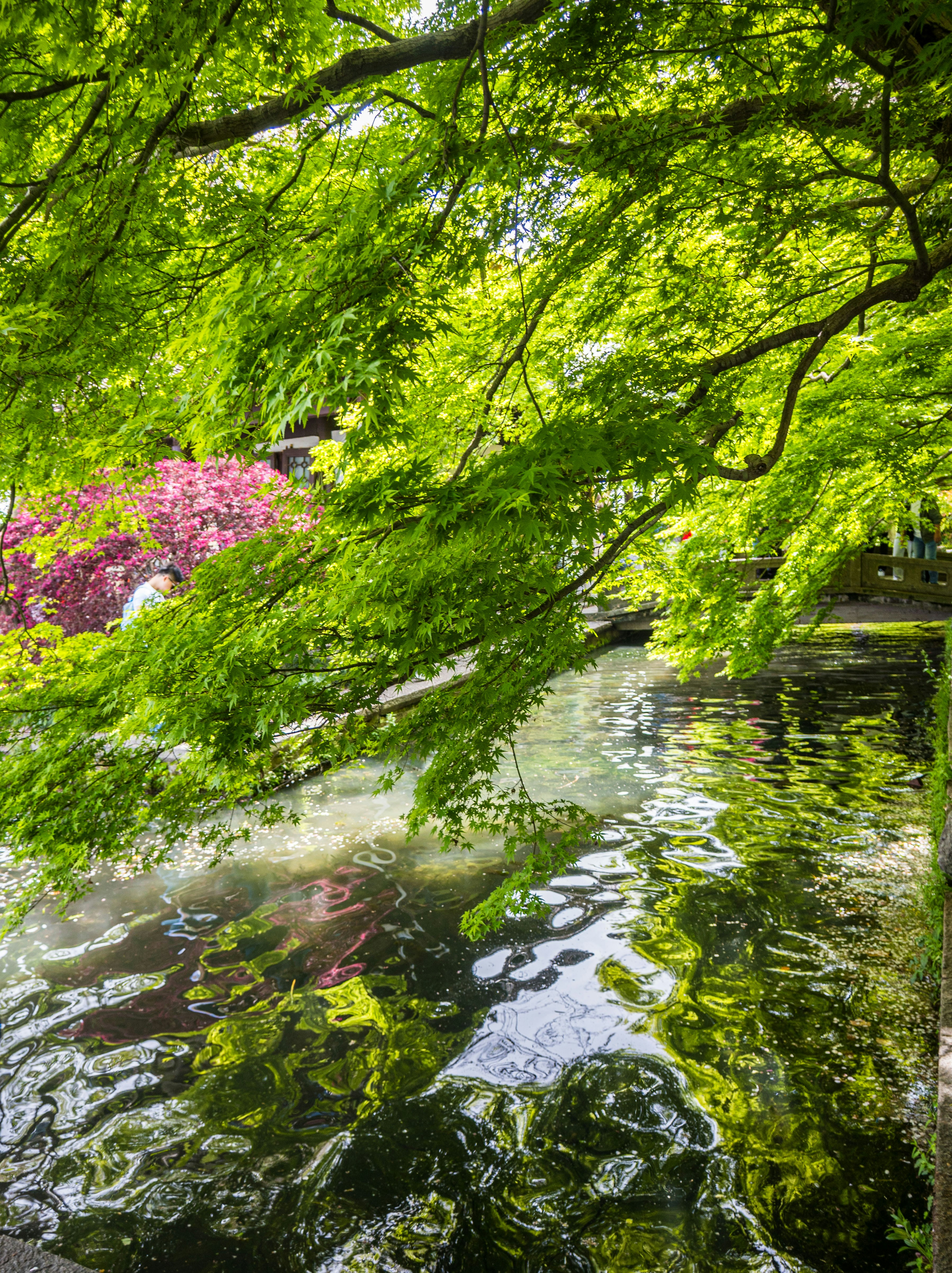 Green leaves overhang a tranquil pond with reflections.