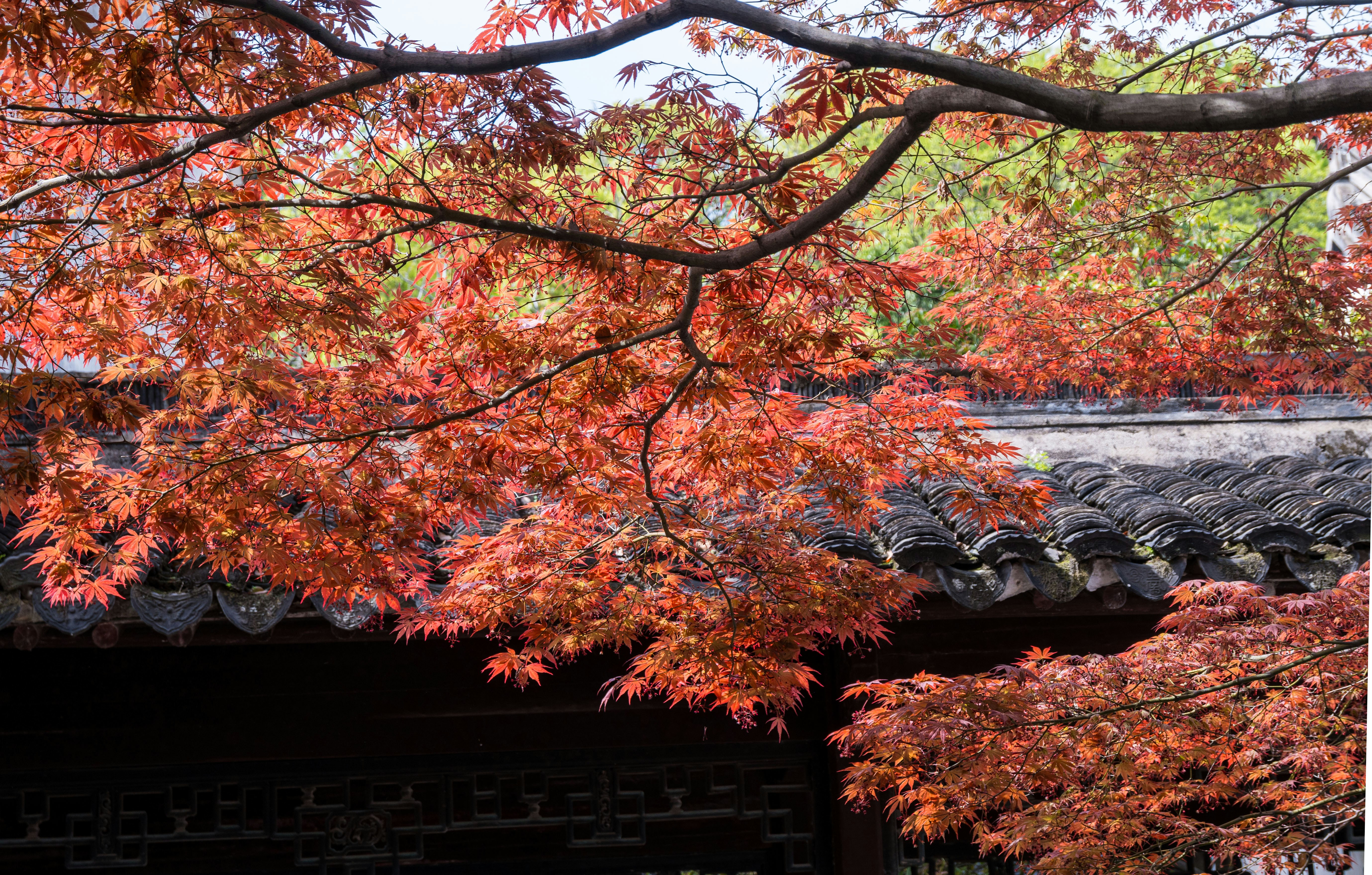 Red maple leaves frame a traditional building roofline roof