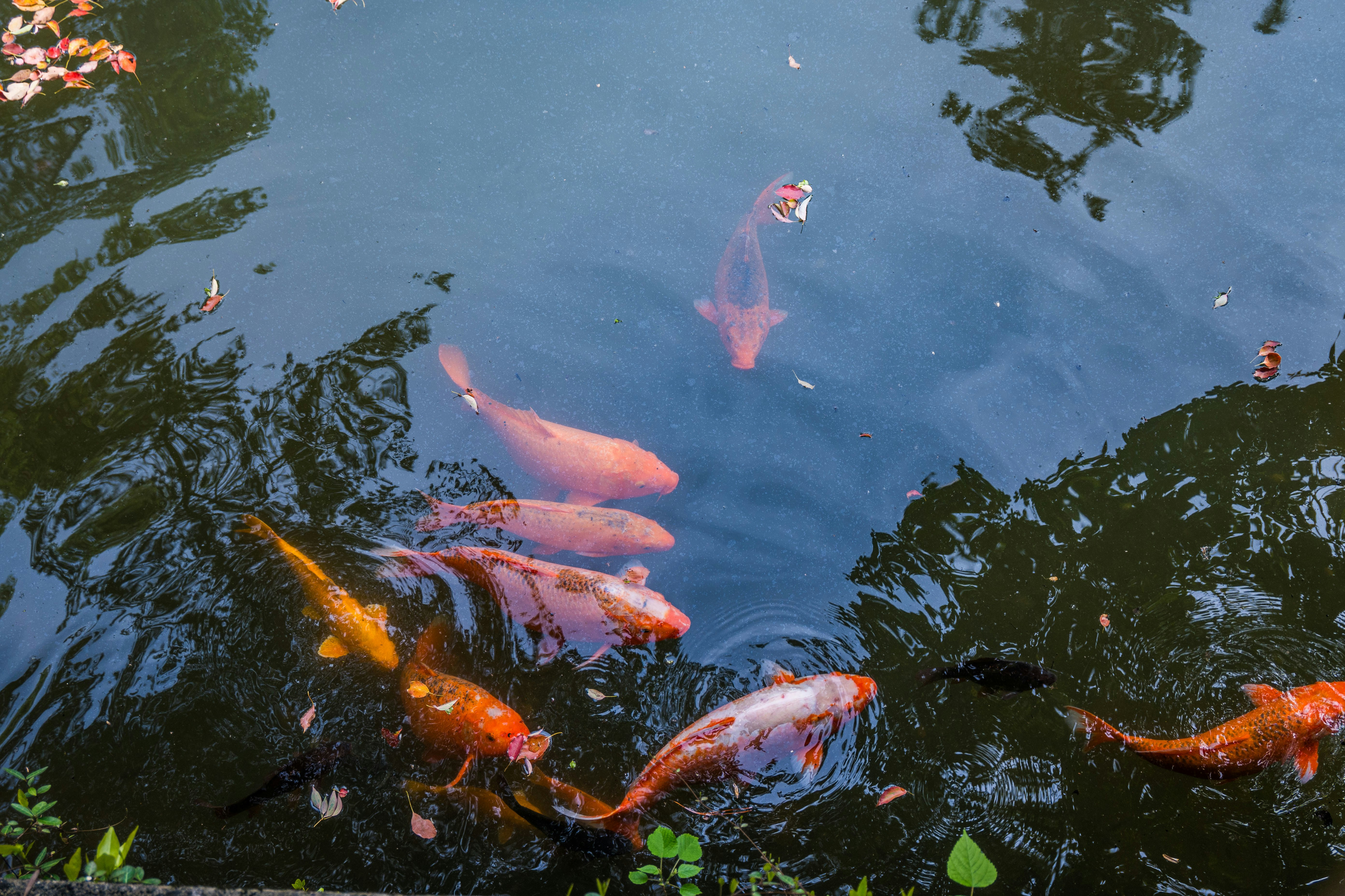 Several colorful koi fish swim in a dark pond.