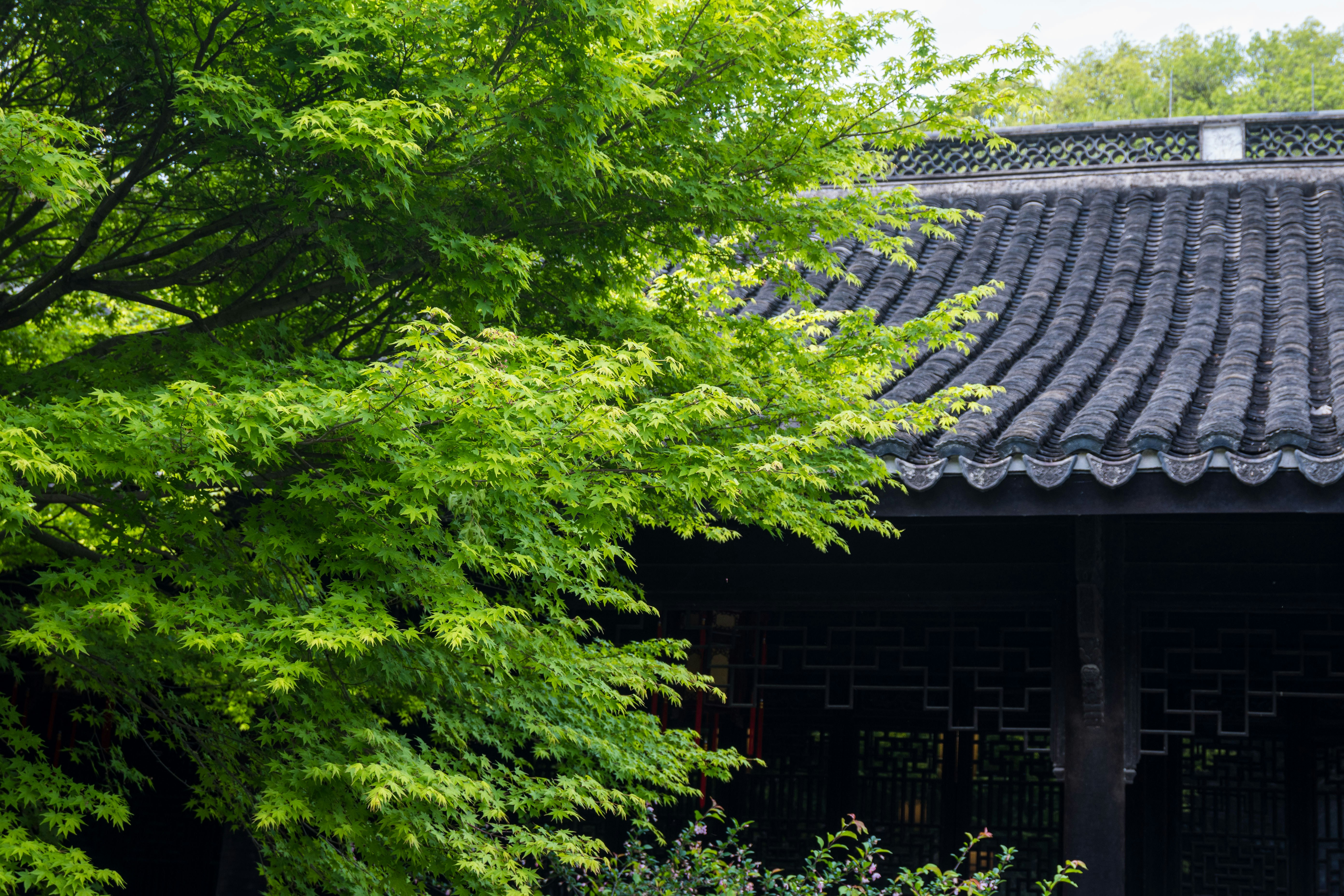 Green leaves frame a traditional dark tiled roof.