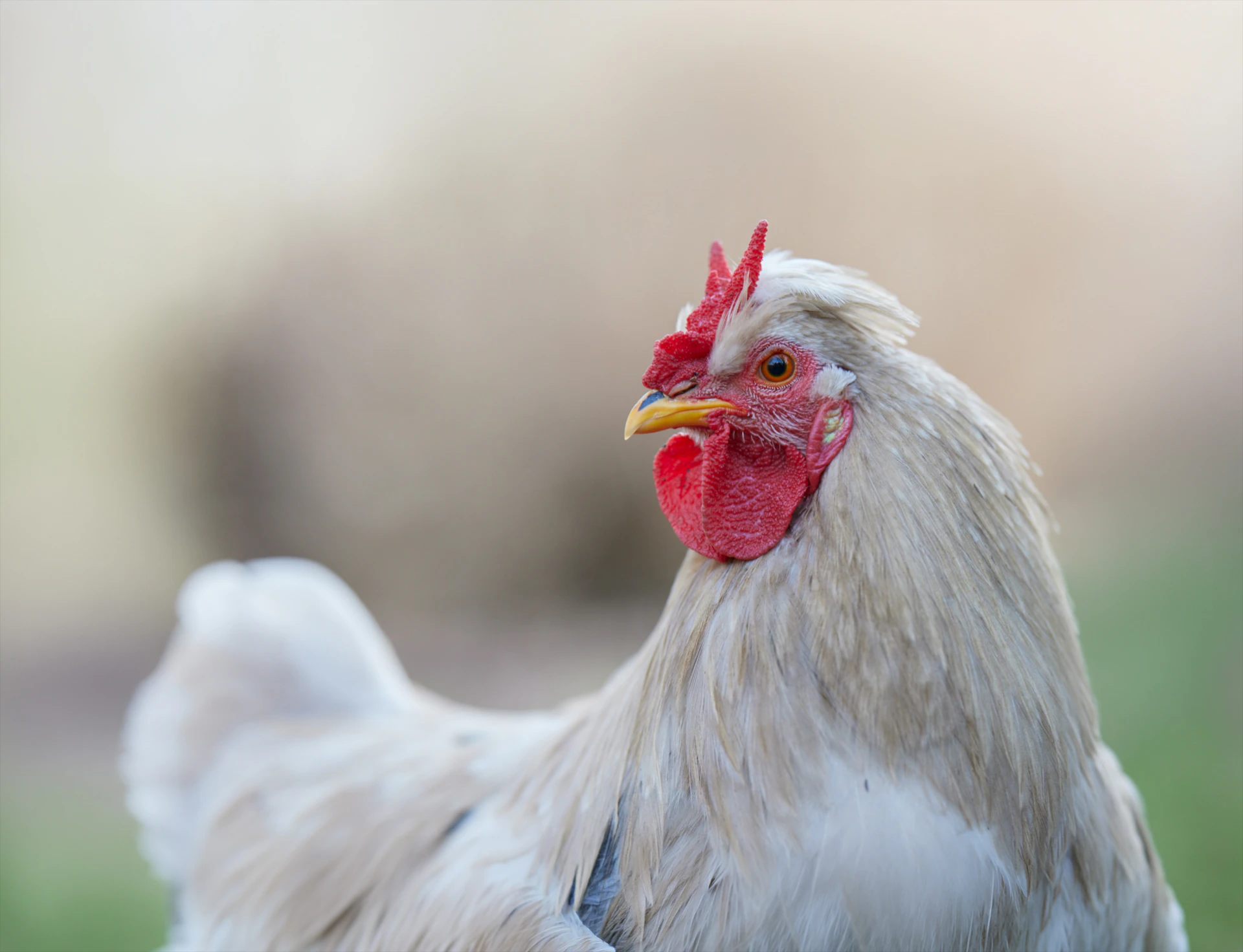 A close-up of a white rooster with a red comb.