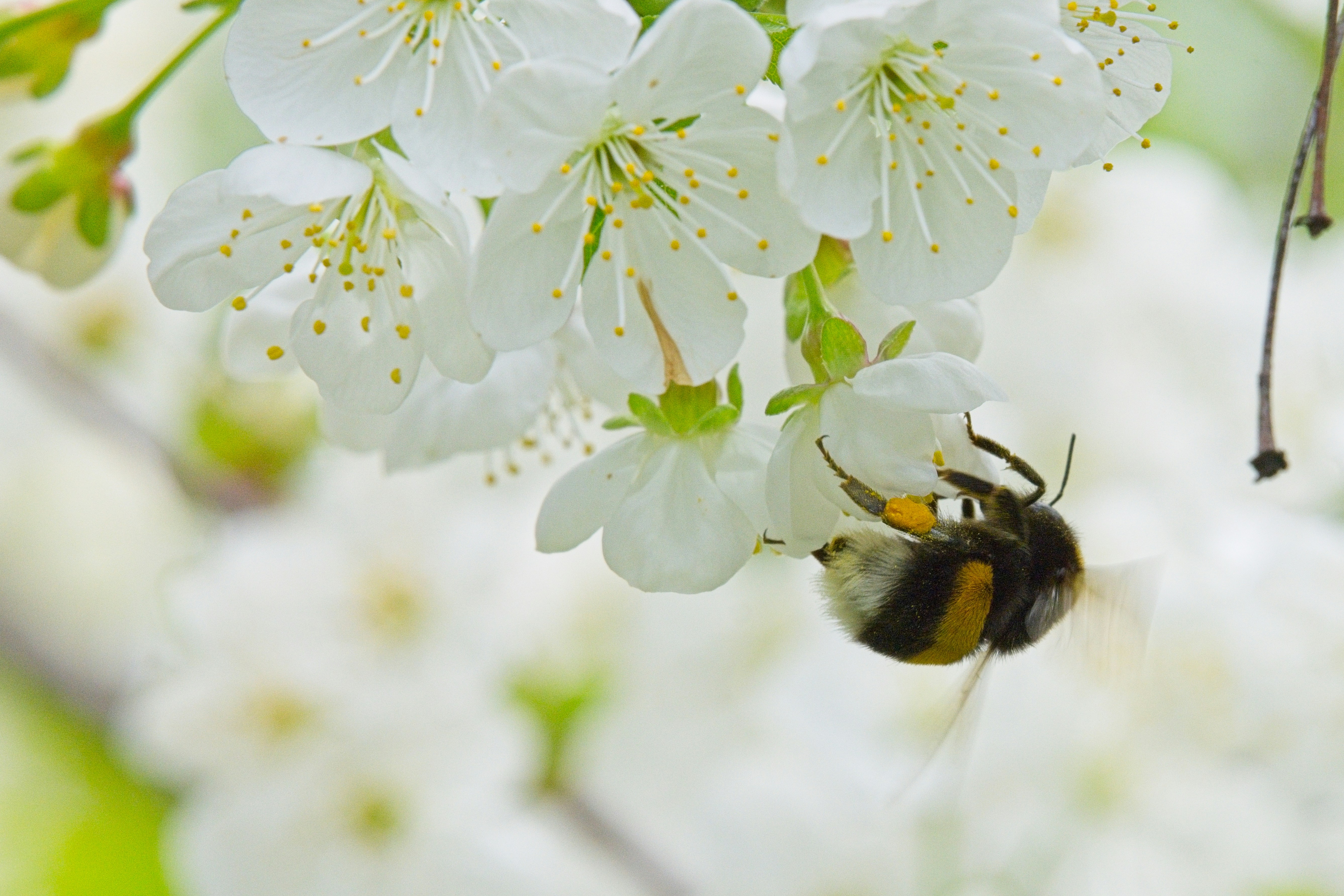 A bumblebee collects nectar from white blossoms.