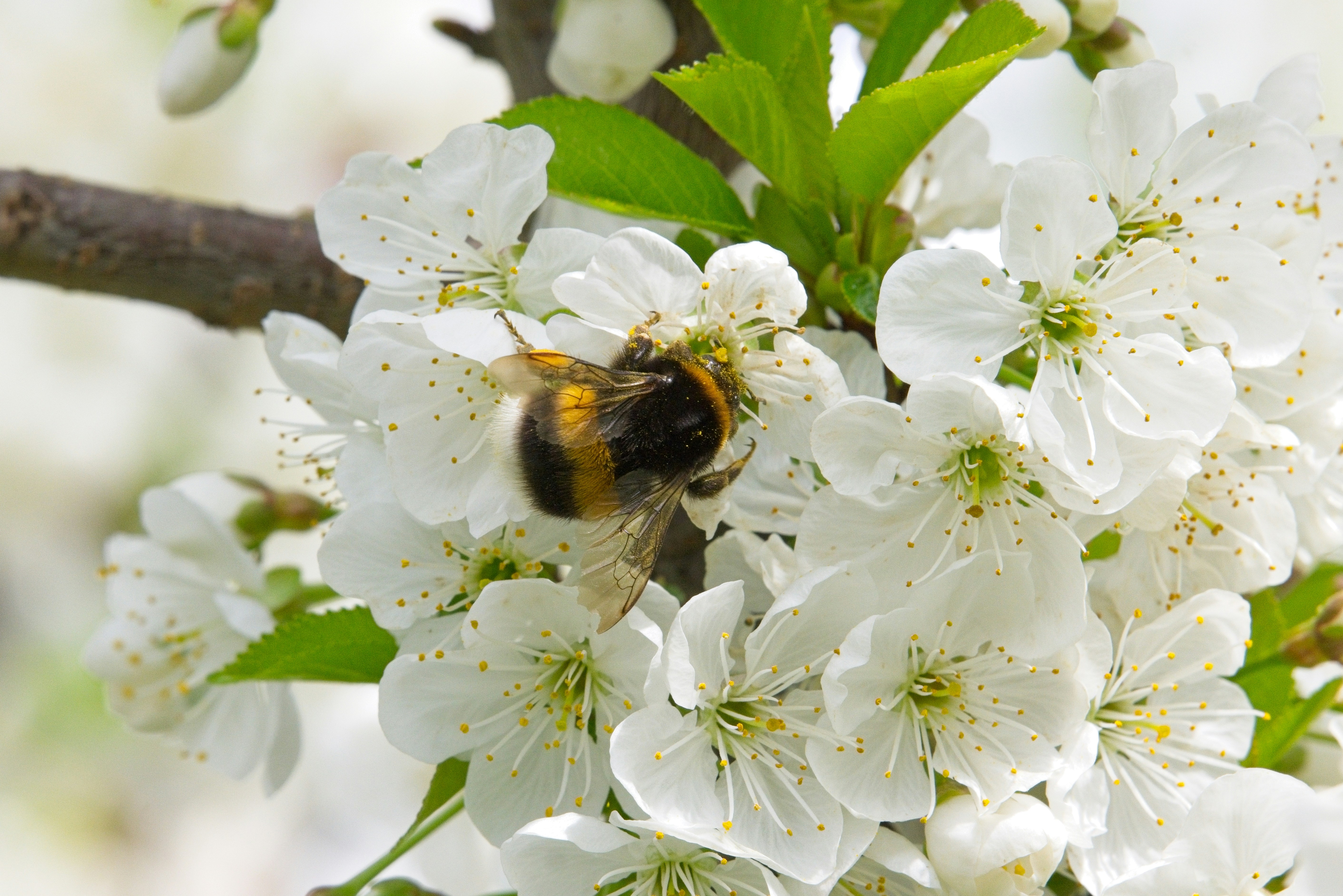 A bumblebee on white cherry blossoms