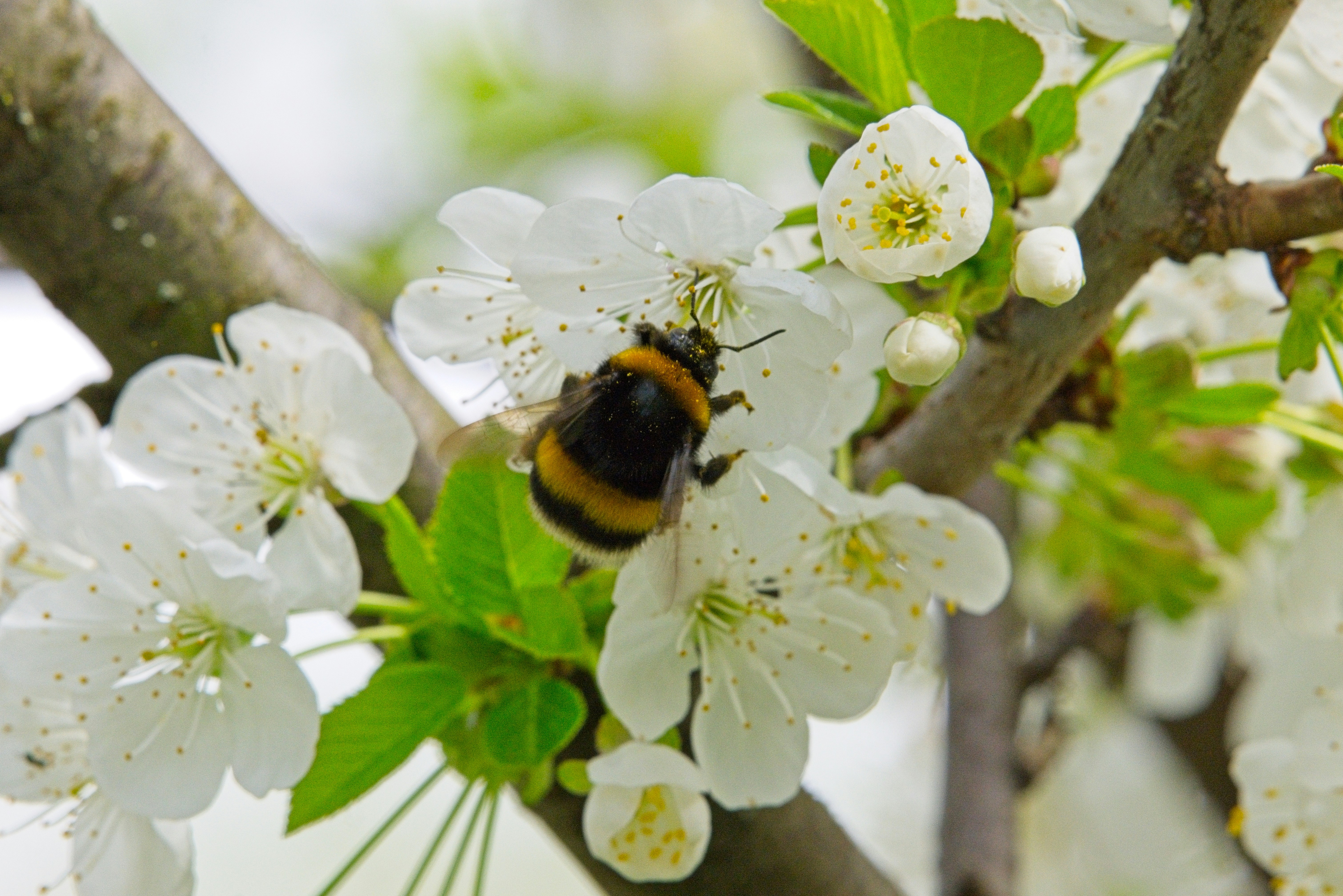 A bumblebee on a white cherry blossom branch.