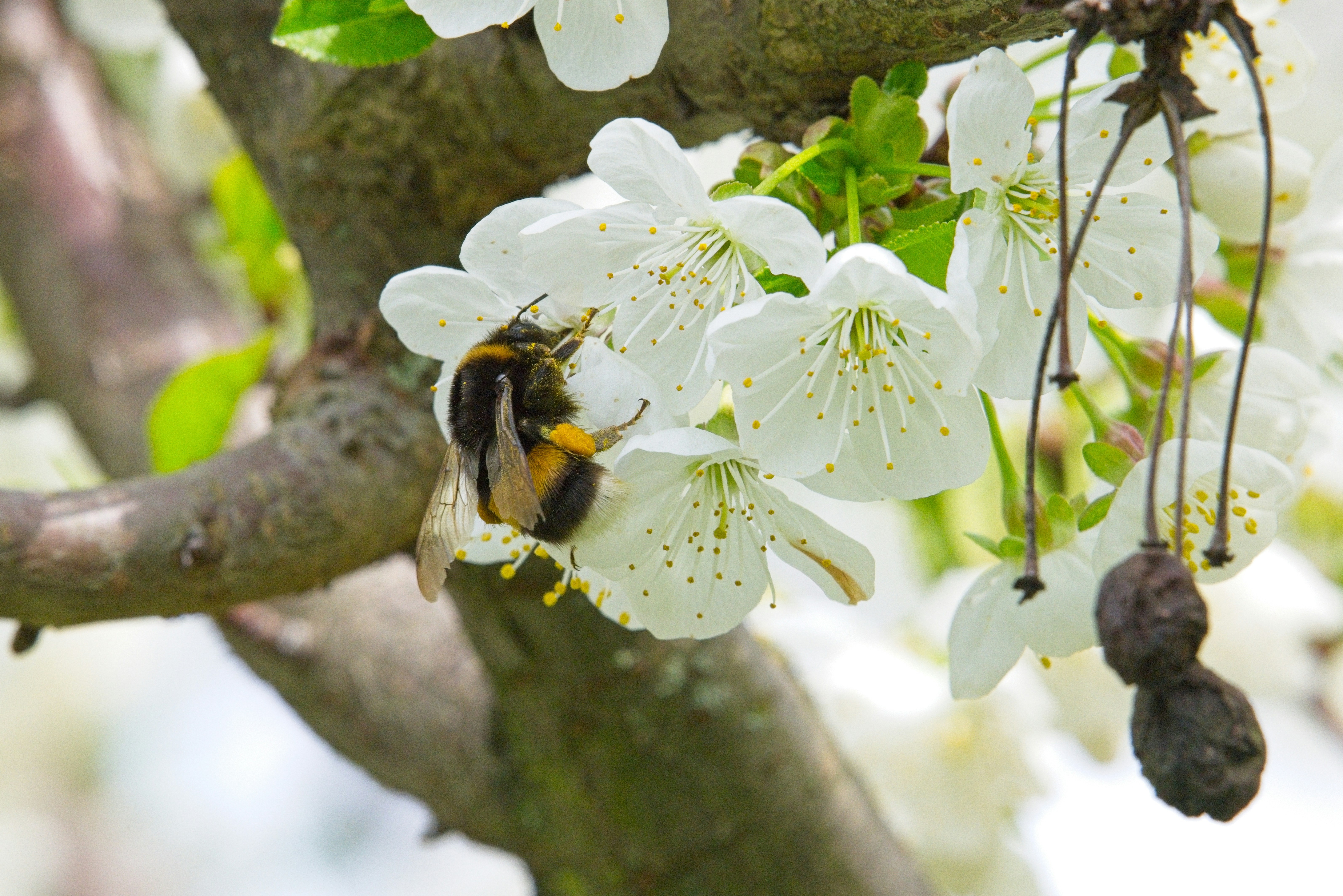 A bumblebee collects nectar from white cherry blossoms.