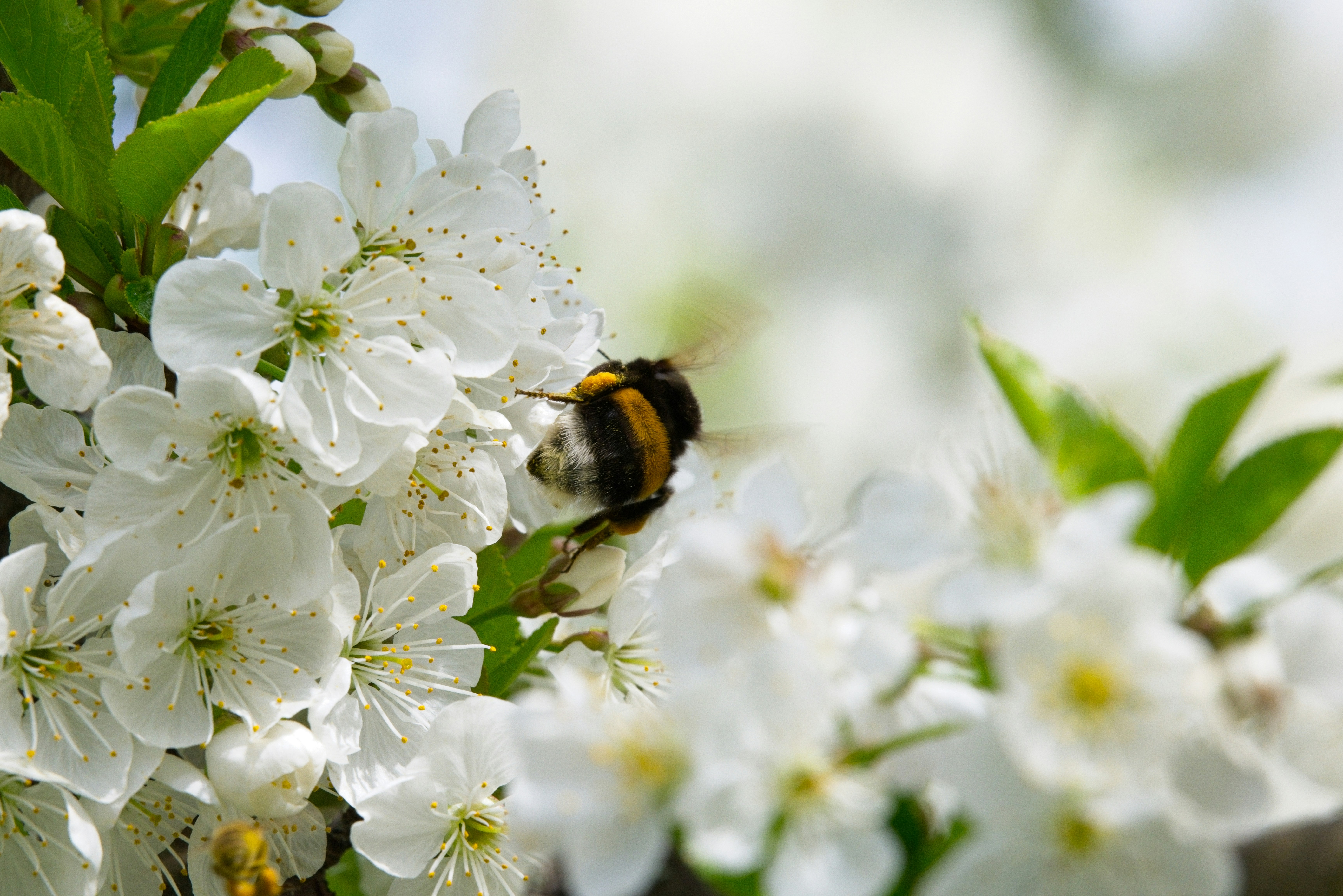 A bumblebee on white cherry blossoms