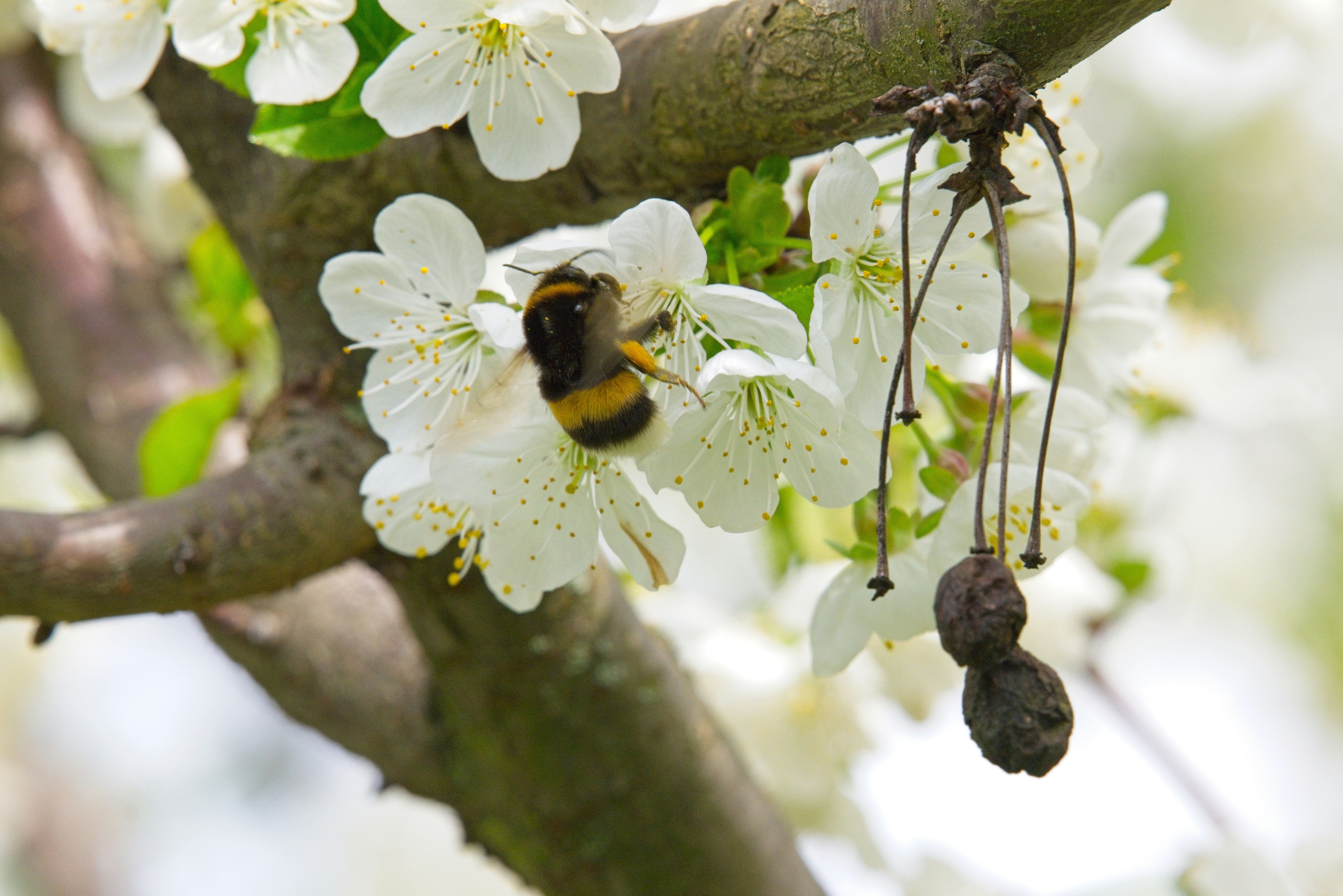 A bumblebee collects nectar from a white cherry blossom.