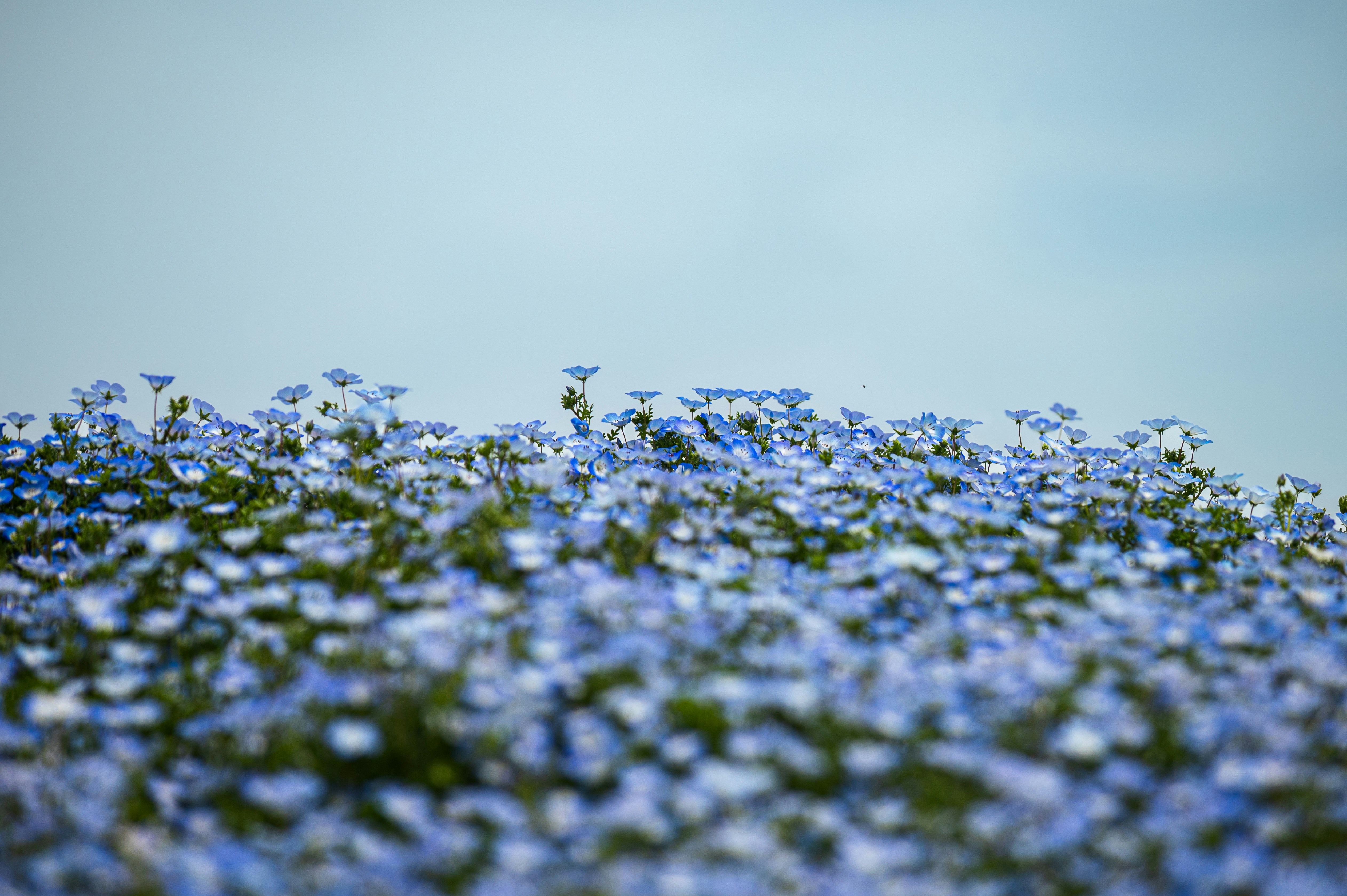 Photo by isoten