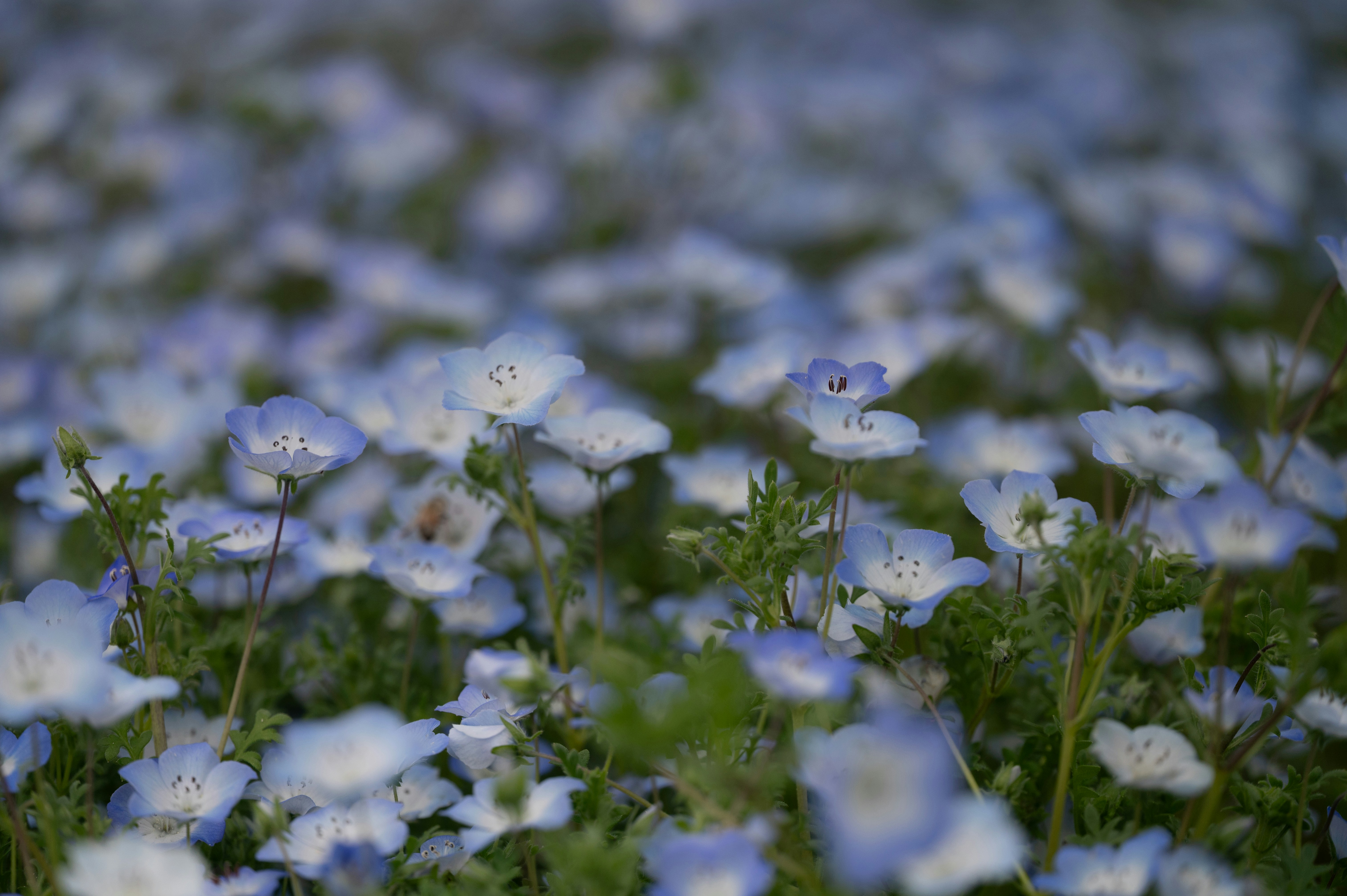 Photo by isoten