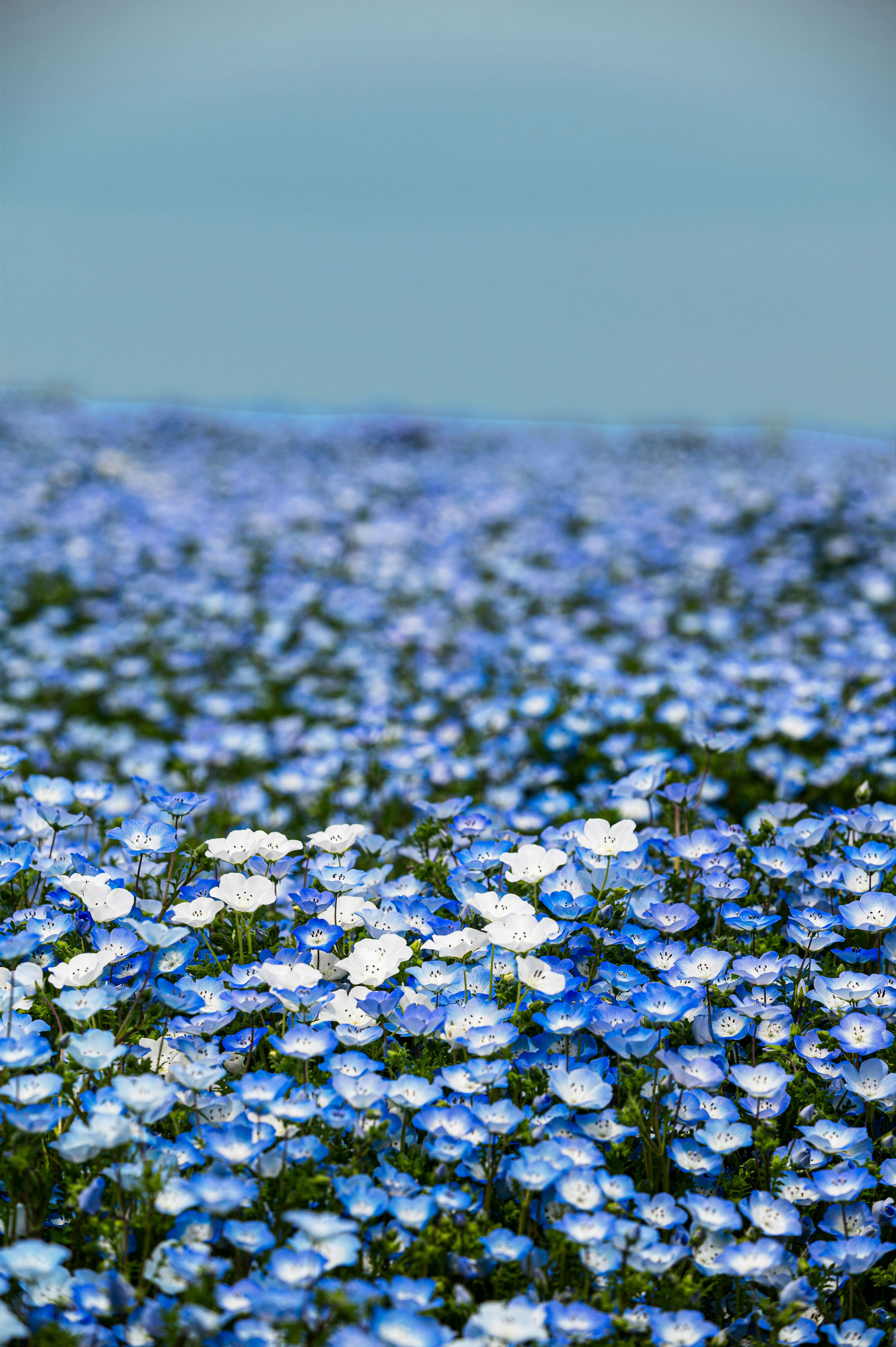 Photo by isoten